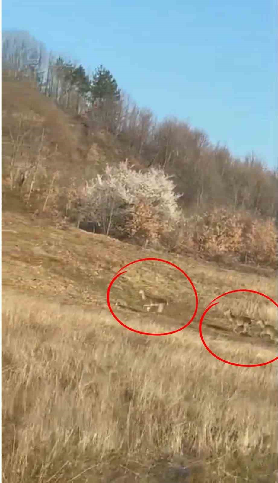 Geyik sürüsü kameraya böyle takıldı
