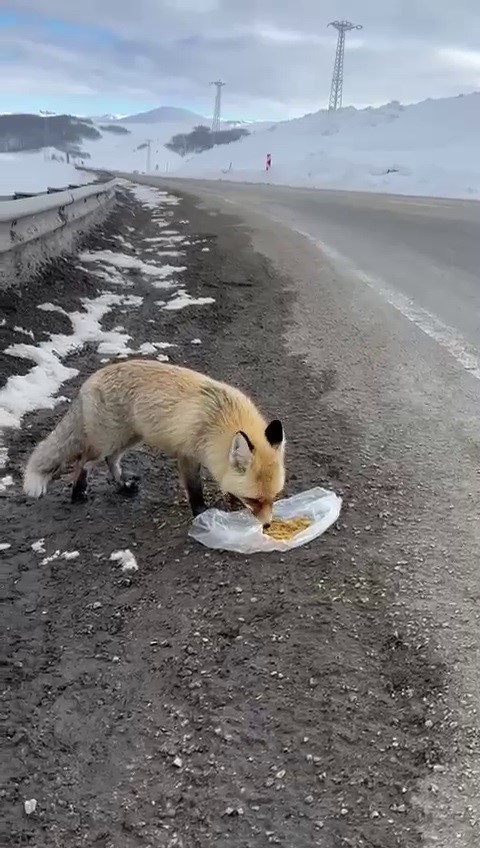 Gezen tilki nasibini buldu
