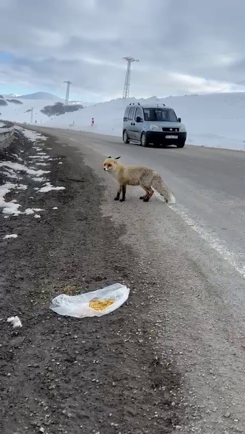 Gezen tilki nasibini buldu
