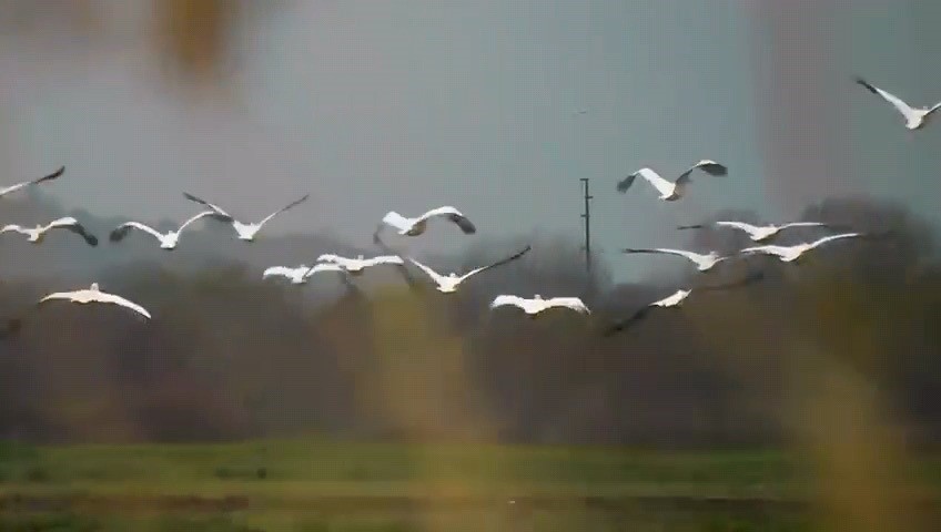 Göç eden pelikanlar Bursa’da mola verdi
