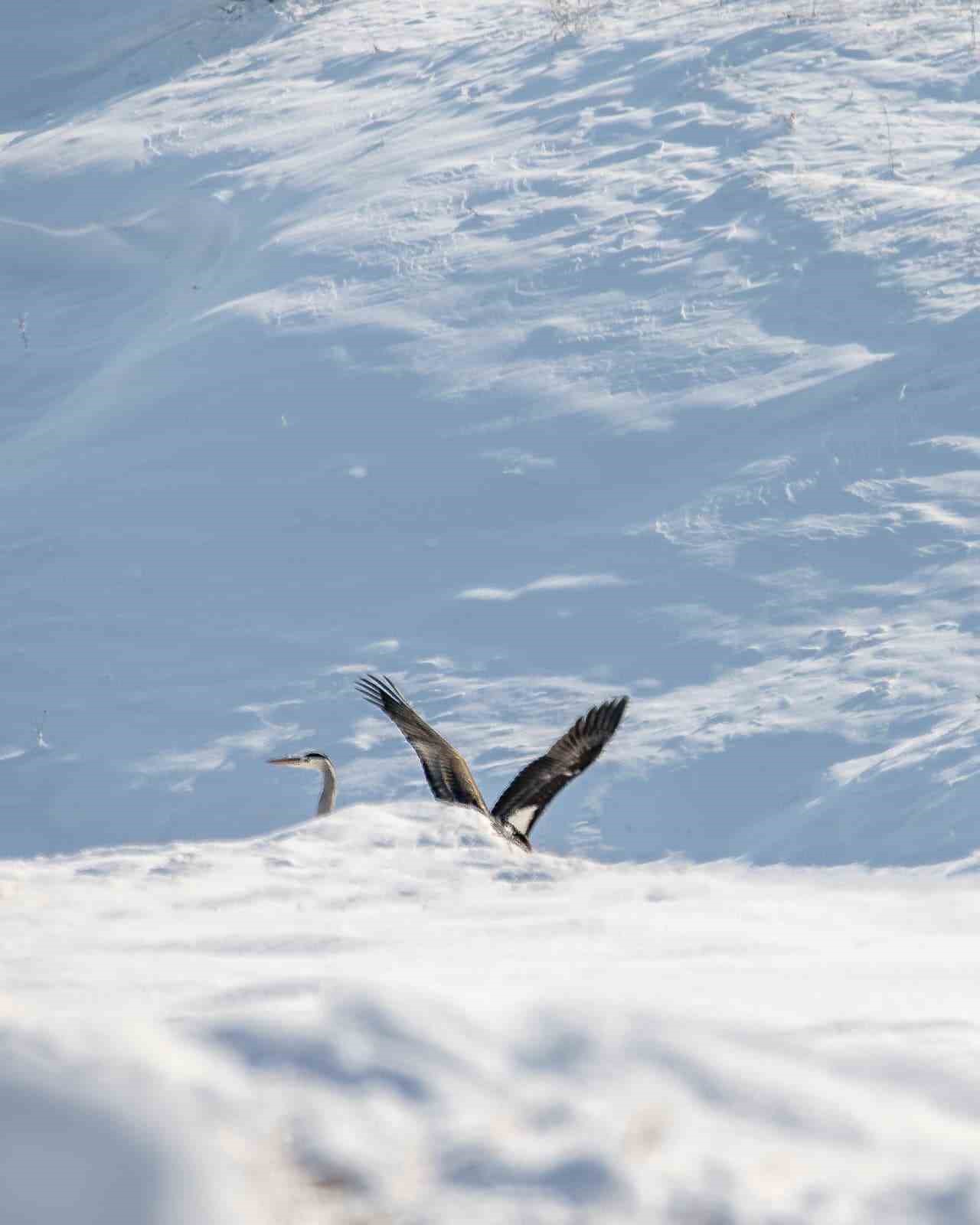 Göç etmeyi unutan kara leylekler Elazığ’da görüldü
