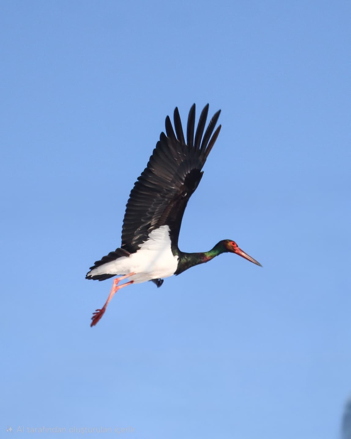 Göç etmeyi unutan kara leylekler Elazığ’da görüldü
