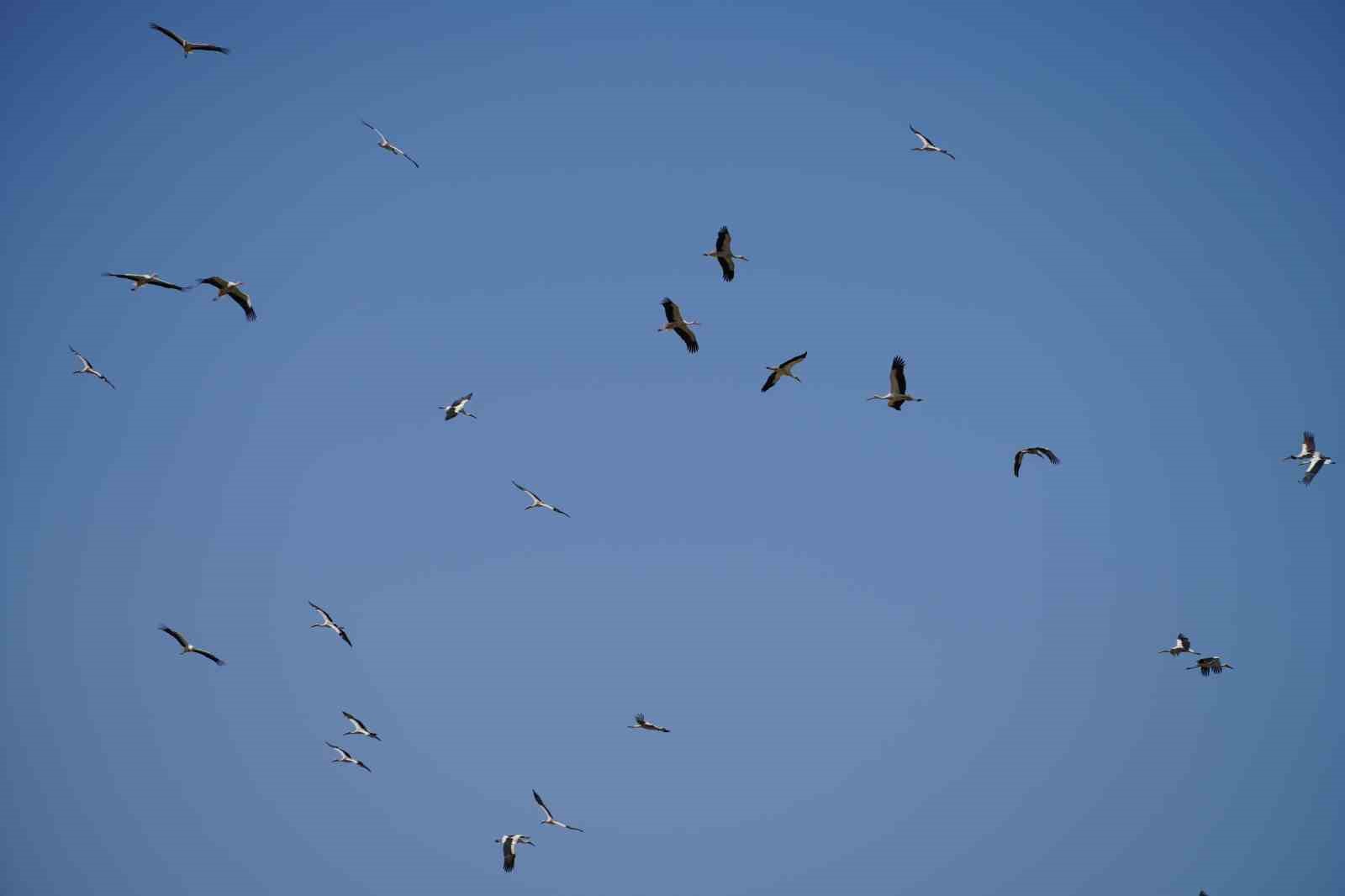 Göç yolculuğunu tamamlayan leylekler, martılarla aynı alanda buluştu
