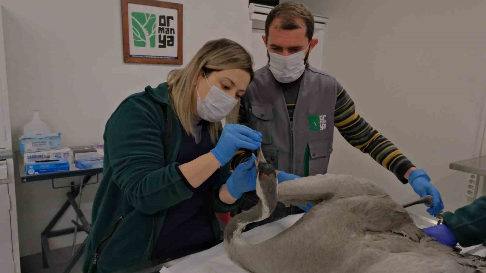 Göç yolunda yaralanan bayağı turnanın tedavisi Ormanya’da sürüyor

