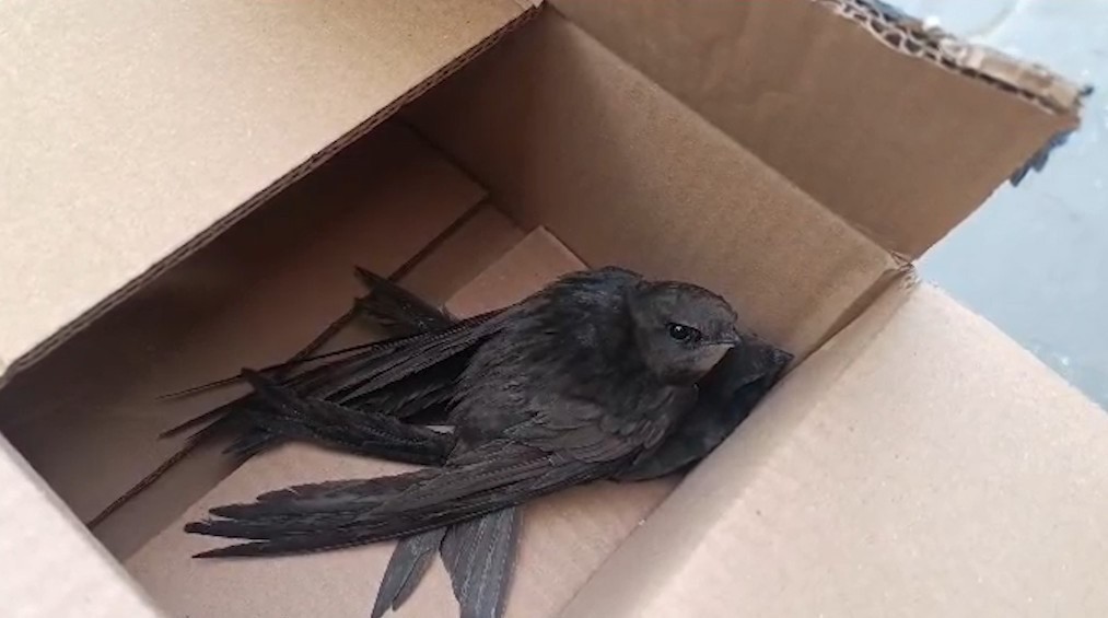 Göç yolunda yorgun düşen Ebabil kuşlarına polisten yürek ısıtan şefkat
