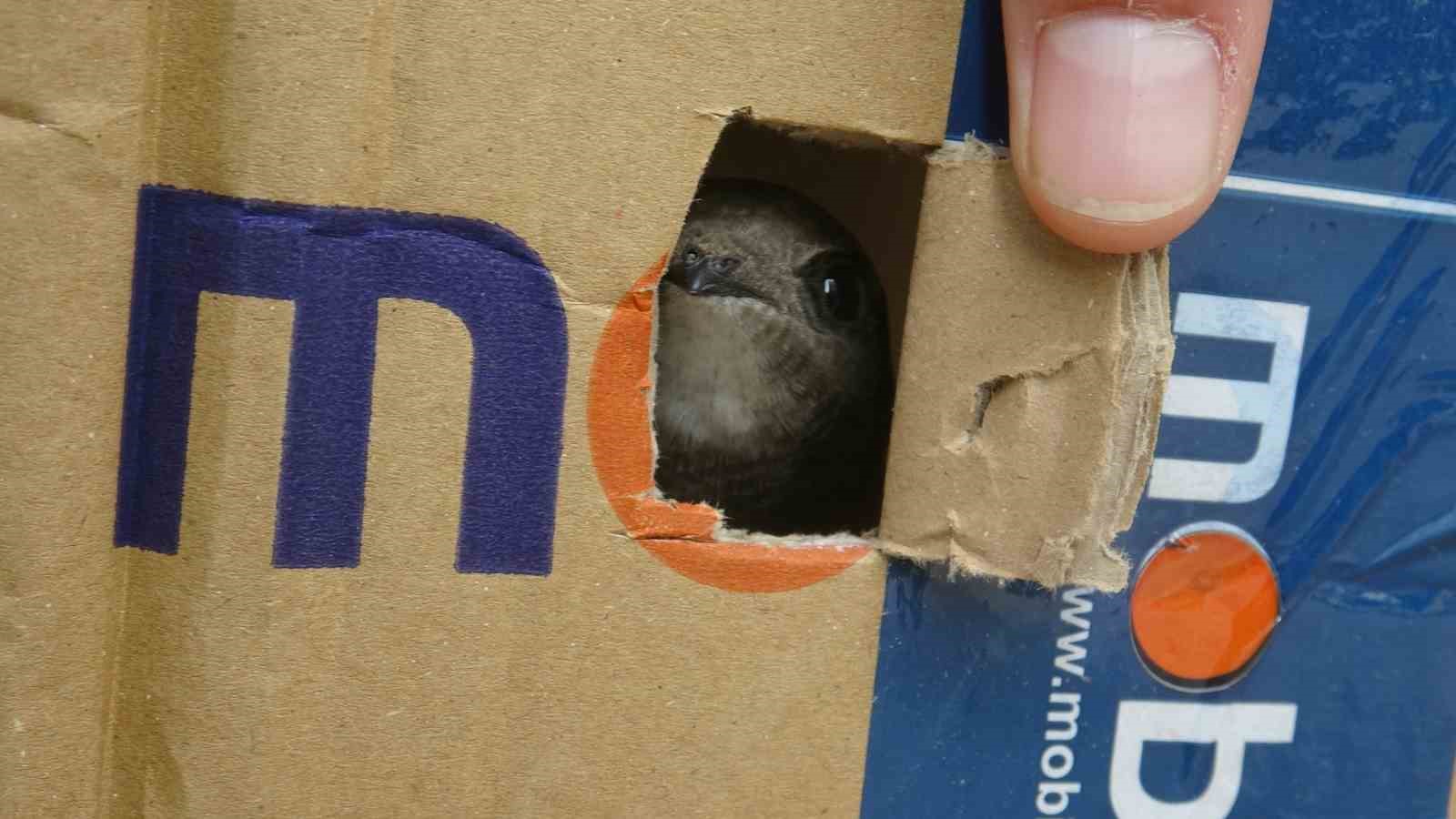 Göç yolunda yorgun düşen Ebabil kuşlarına polisten yürek ısıtan şefkat
