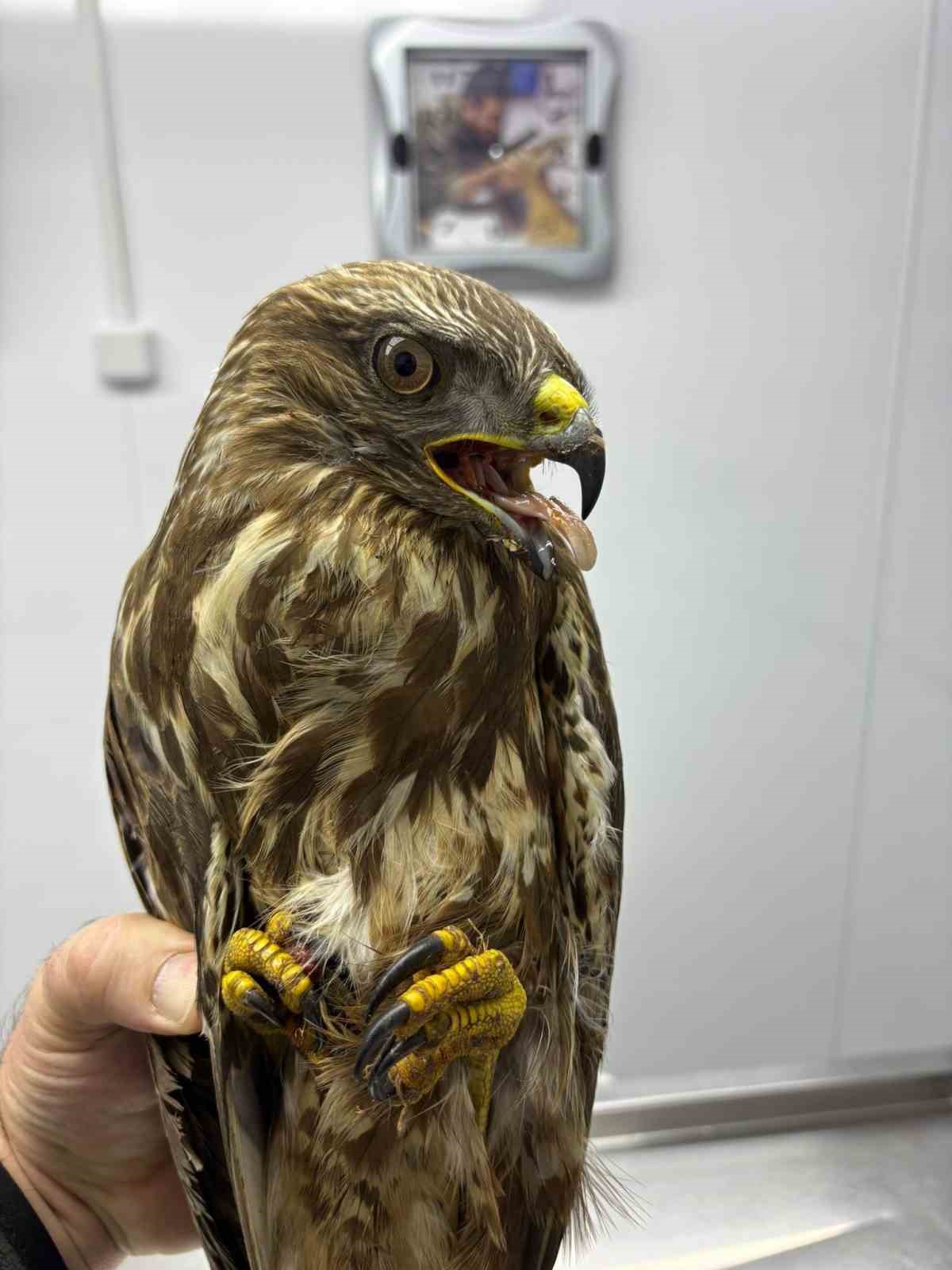 Göç yolunda yorgun düşen hayvanların yardımına köylüler yetişiyor
