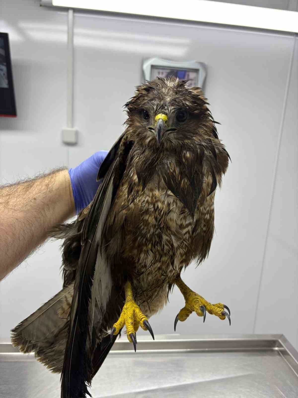 Göç yolunda yorgun düşen hayvanların yardımına köylüler yetişiyor
