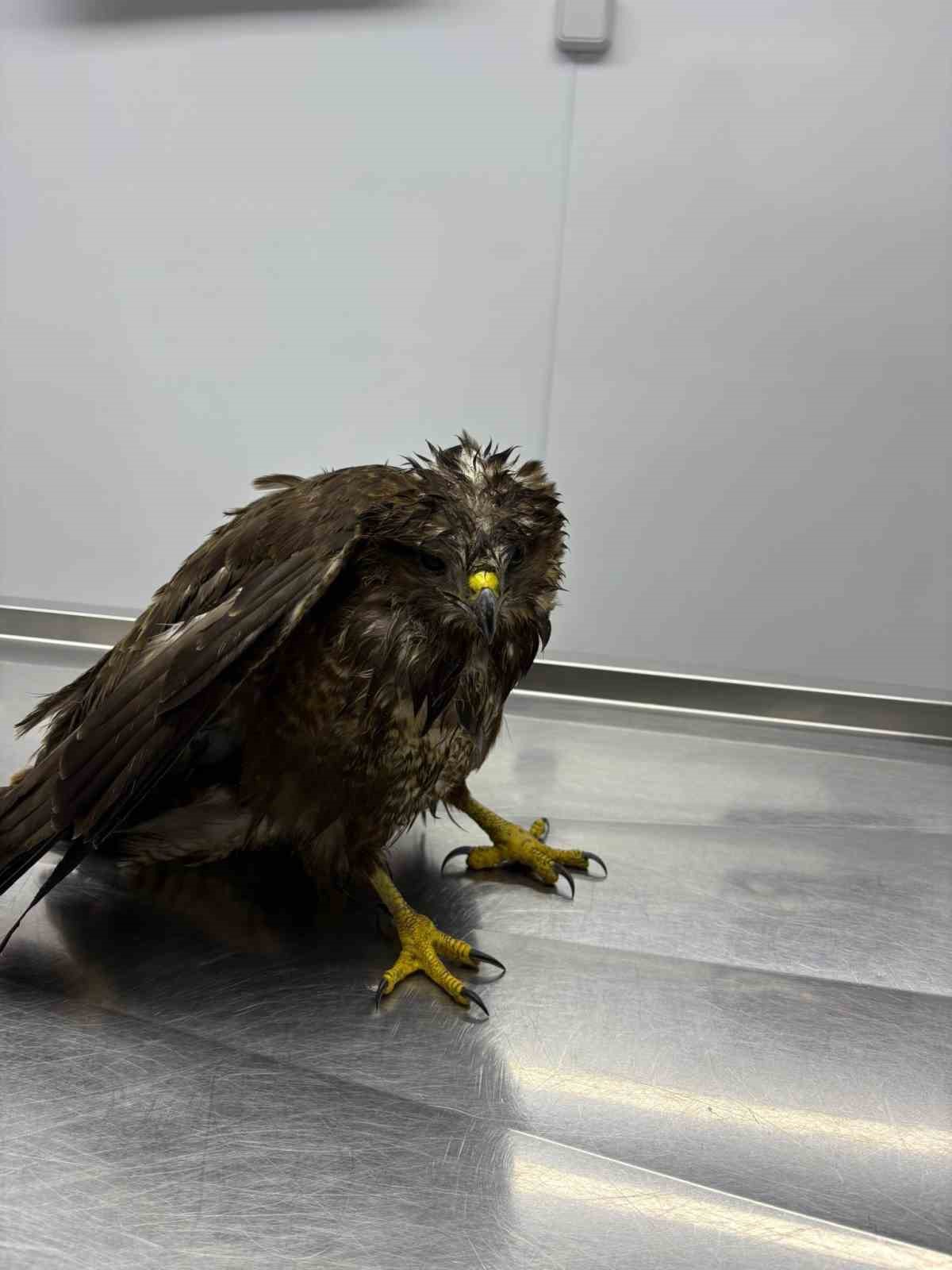 Göç yolunda yorgun düşen hayvanların yardımına köylüler yetişiyor
