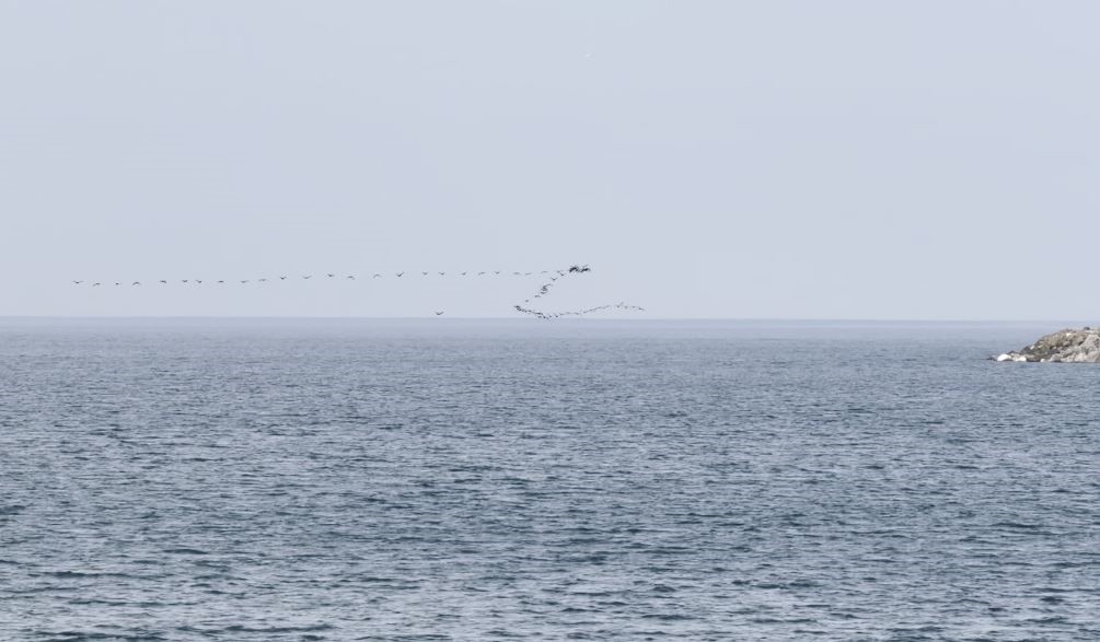 Göç yolundaki kuşların senkronize uçuşu Hopa’da görüntülendi
