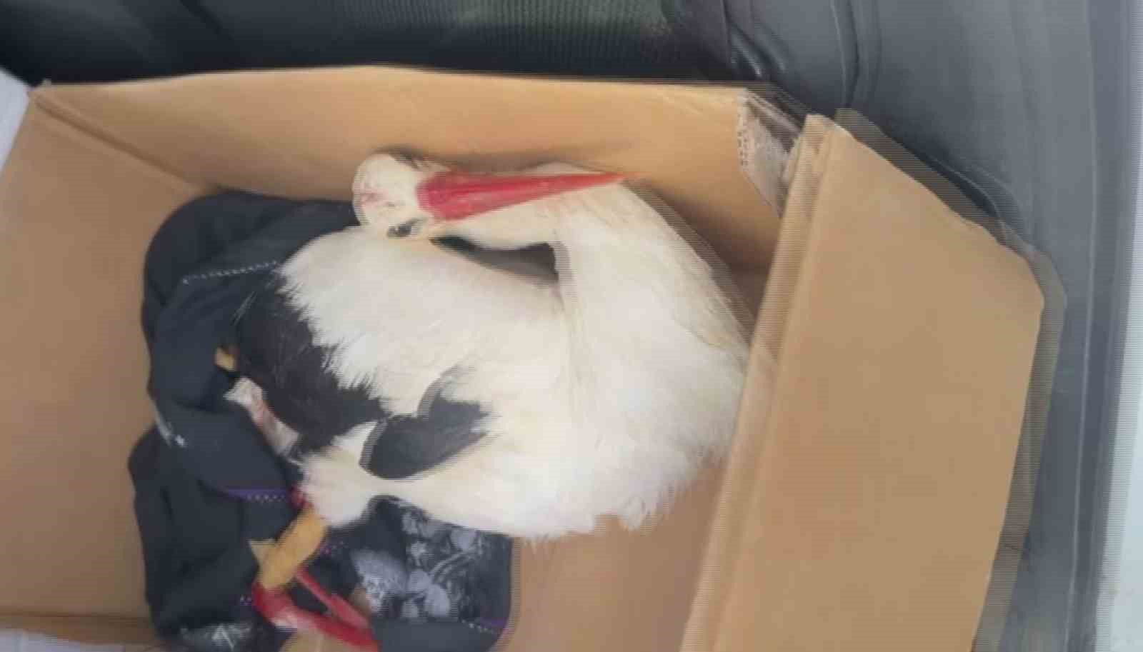 Göç yolundaki leyleklere av tüfeğiyle ateş ettiler
