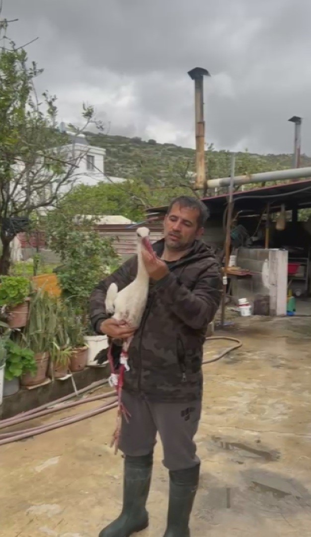 Göç yolundaki leyleklere av tüfeğiyle ateş ettiler
