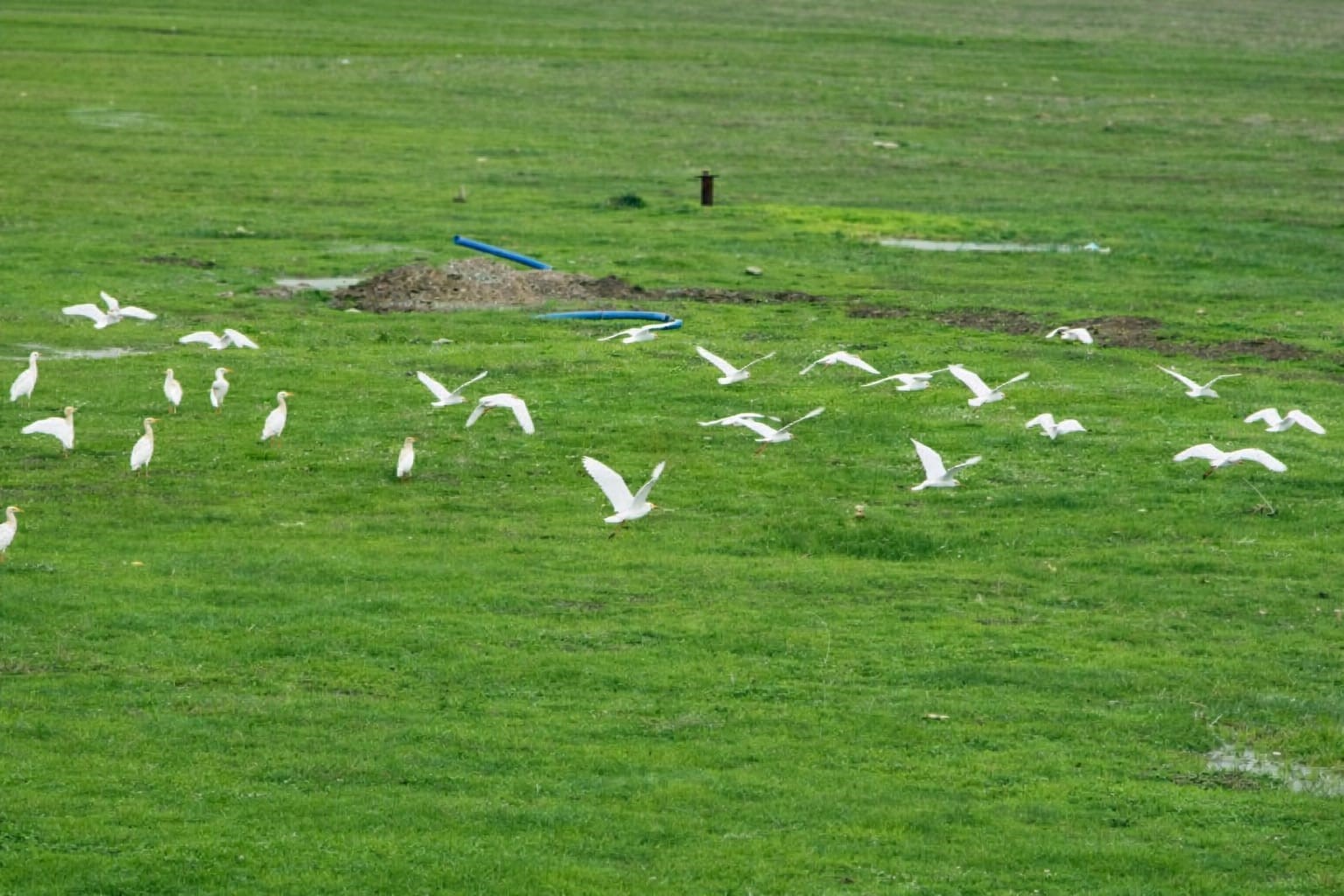 Göçmen kuşlar Muş Ovası’nı süsledi
