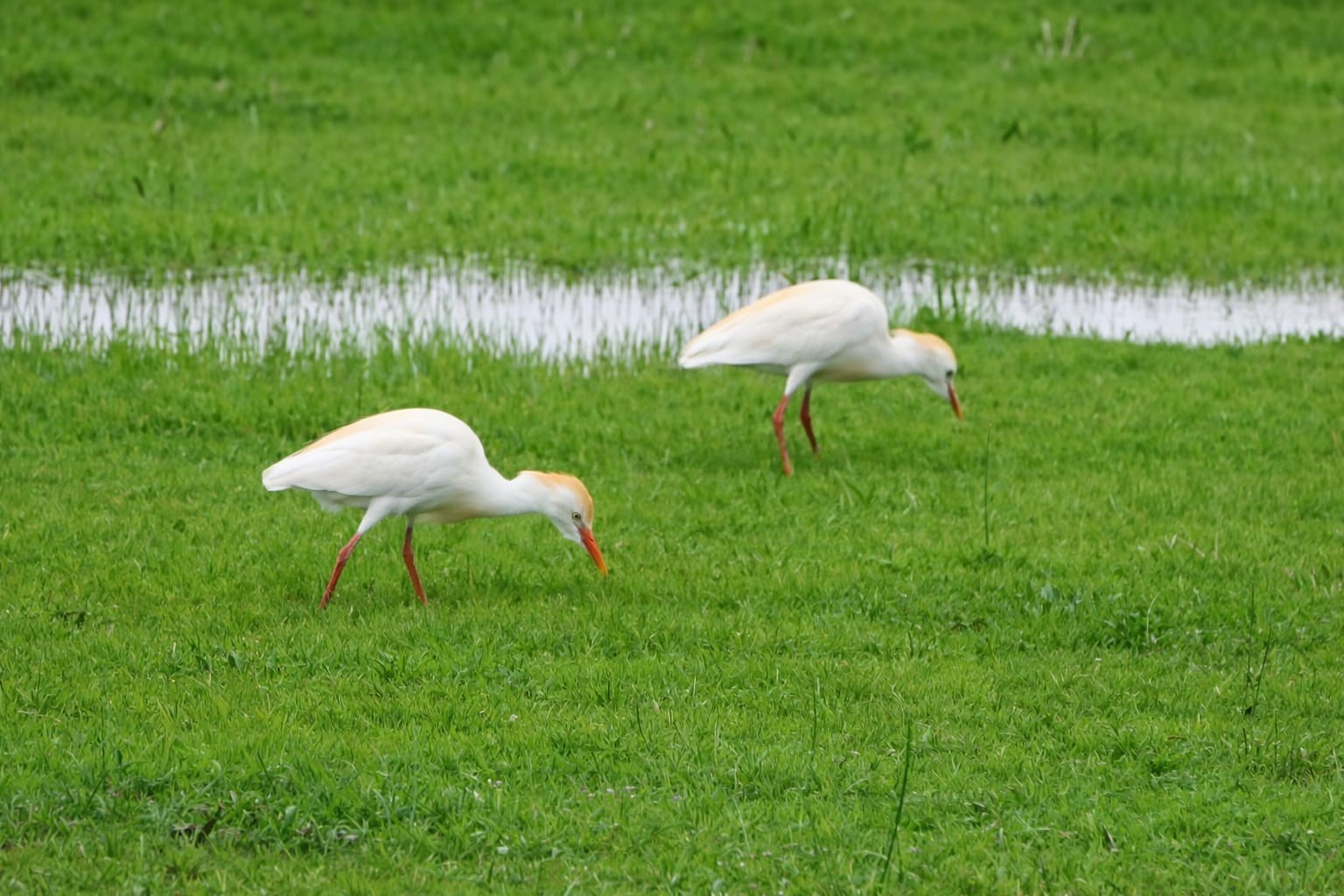 Göçmen kuşlar Muş Ovası’nı süsledi
