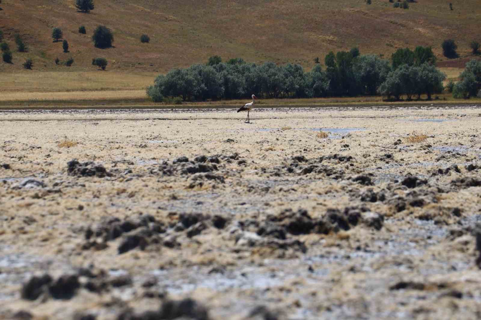 Göçmen kuşların uğrak mekanı, son yağışlarla doldu taştı
