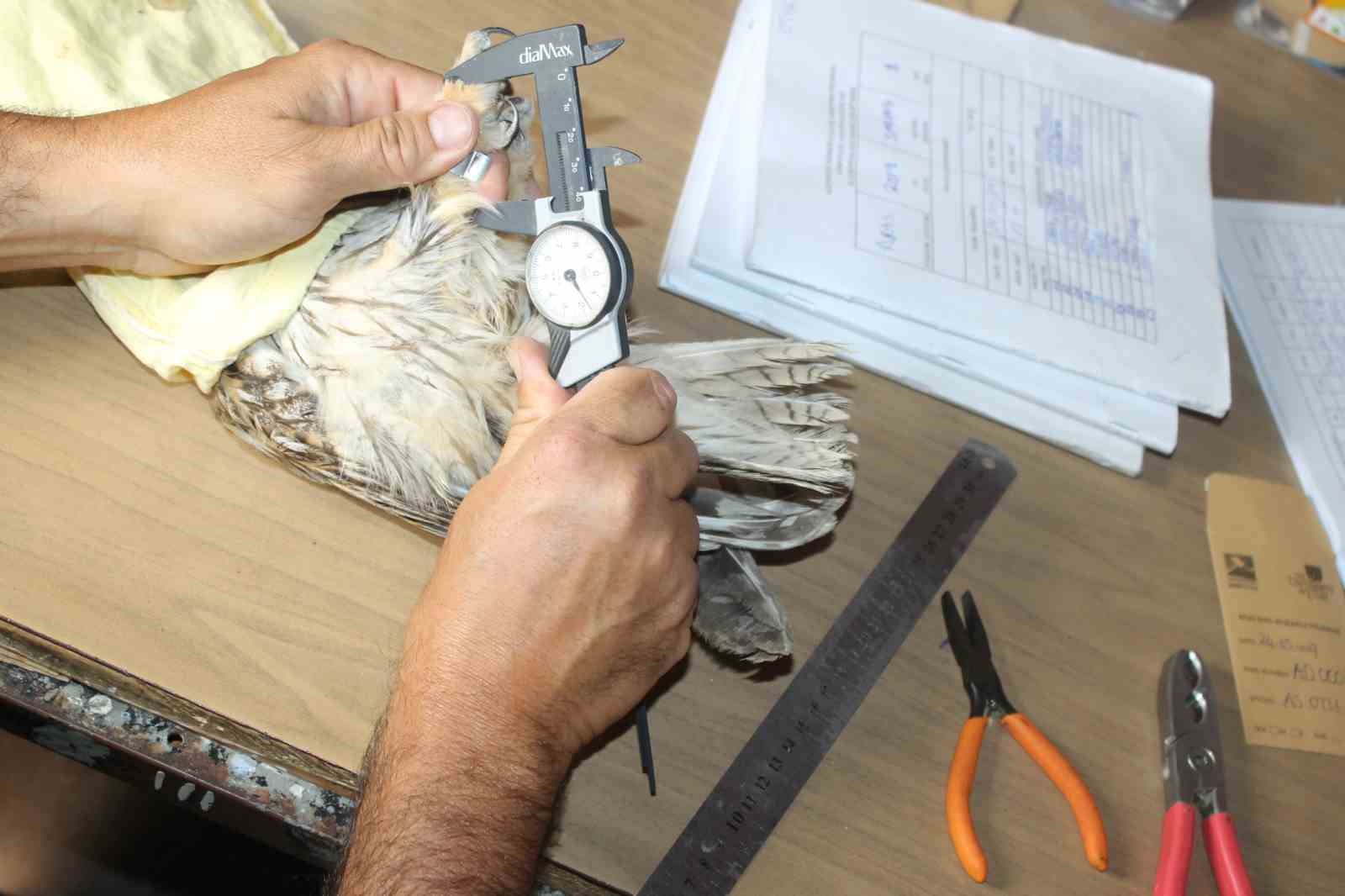 Göçmen kuşların uğrak noktası Türkiye: 2025’te 34 bin 360 kuş halkalandı
Göçmen kuşların uğrak noktası Türkiye: 2025’te 34 bin 360 kuş halkalandı