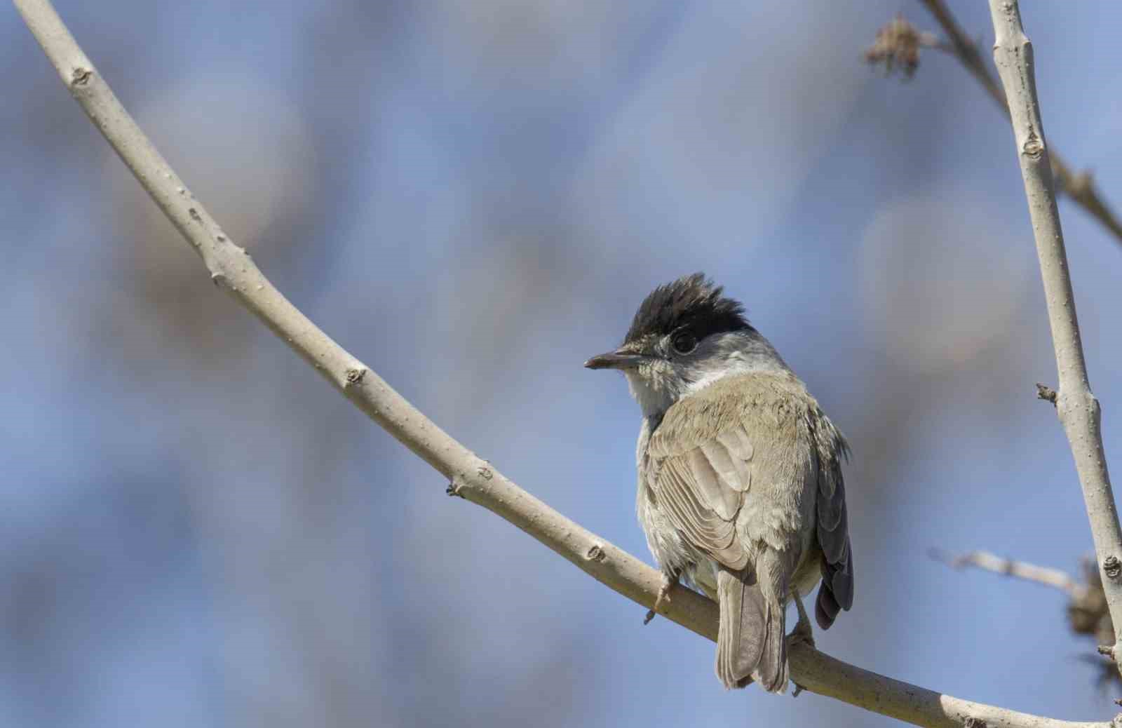 Göçmen kuşların uğrak noktası Türkiye: 2025’te 34 bin 360 kuş halkalandı
Göçmen kuşların uğrak noktası Türkiye: 2025’te 34 bin 360 kuş halkalandı