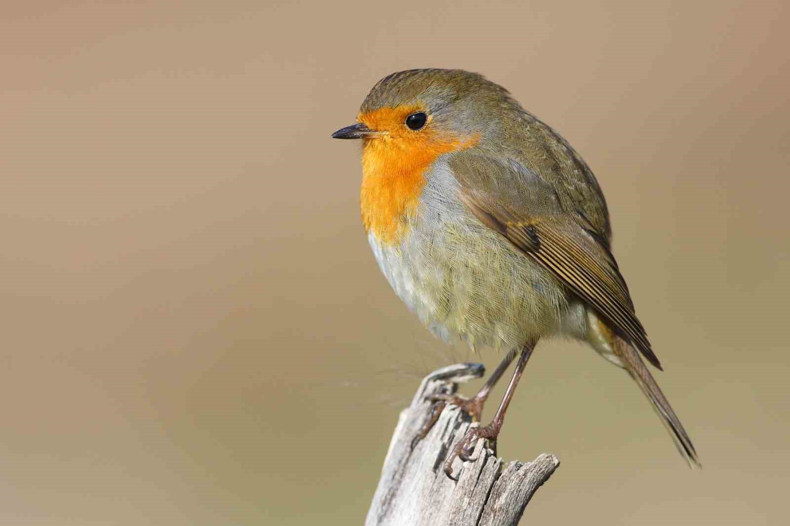 Göçmen kuşların uğrak noktası Türkiye: 2025’te 34 bin 360 kuş halkalandı
