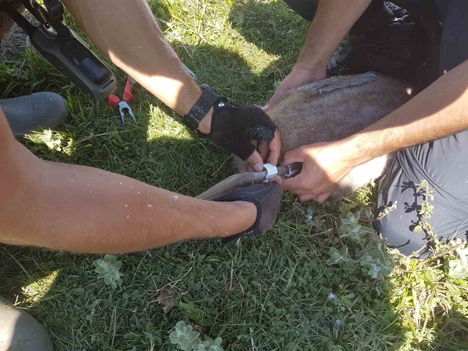 Göçmen kuşların uğrak noktası Türkiye: 2025’te 34 bin 360 kuş halkalandı
