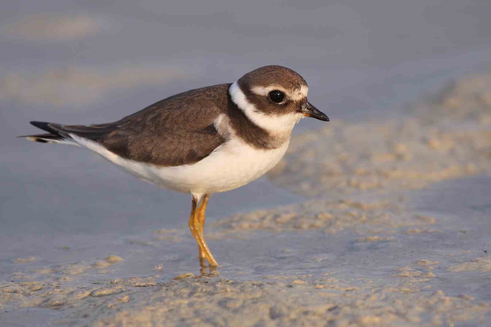 Göçmen kuşların uğrak noktası Türkiye: 2025’te 34 bin 360 kuş halkalandı
