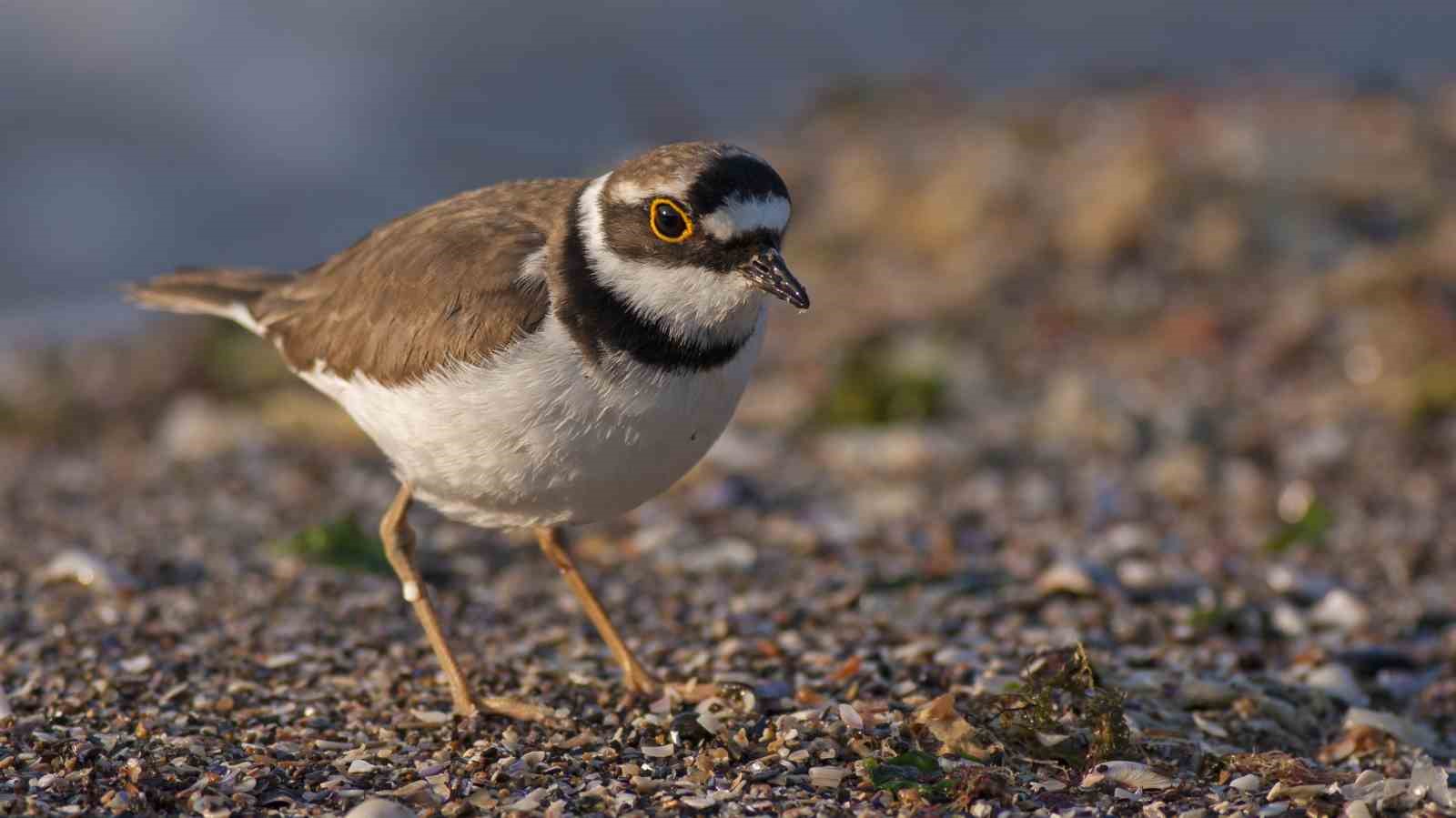 Göçmen kuşların uğrak noktası Türkiye: 2025’te 34 bin 360 kuş halkalandı
