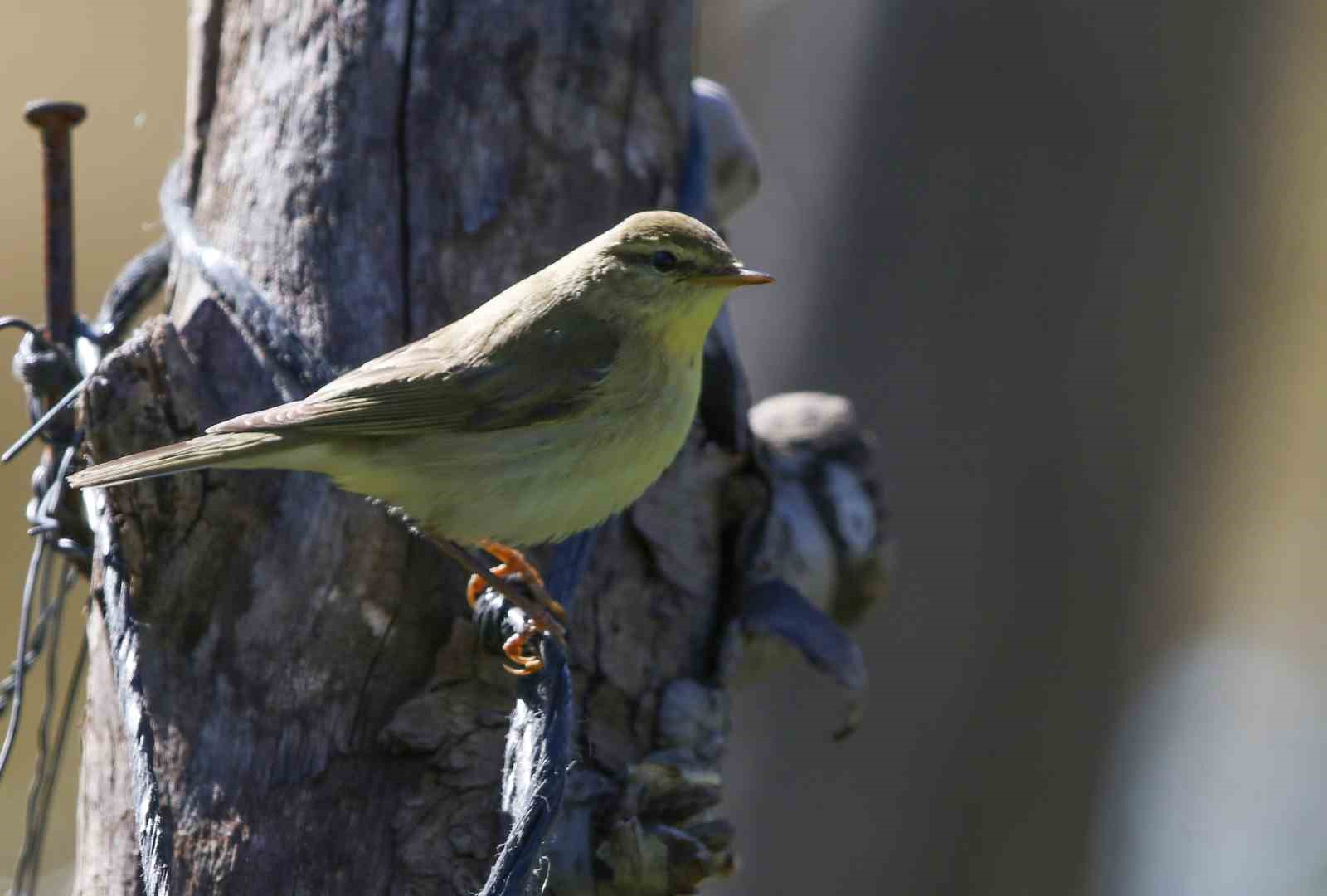 Göçmen kuşların uğrak noktası Türkiye: 2025’te 34 bin 360 kuş halkalandı
