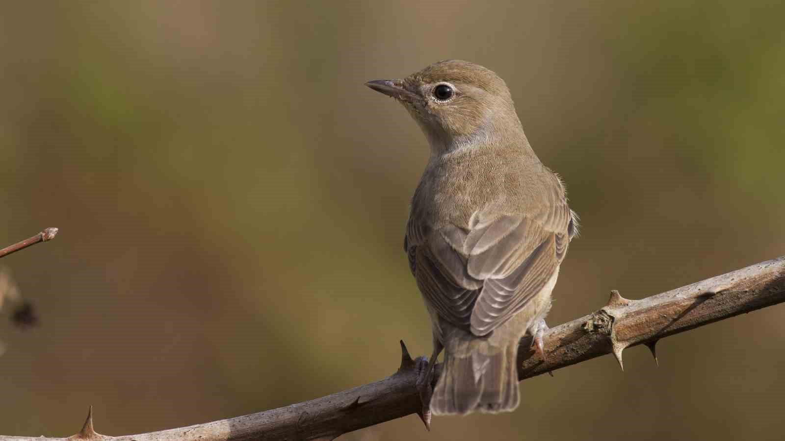 Göçmen kuşların uğrak noktası Türkiye: 2025’te 34 bin 360 kuş halkalandı
