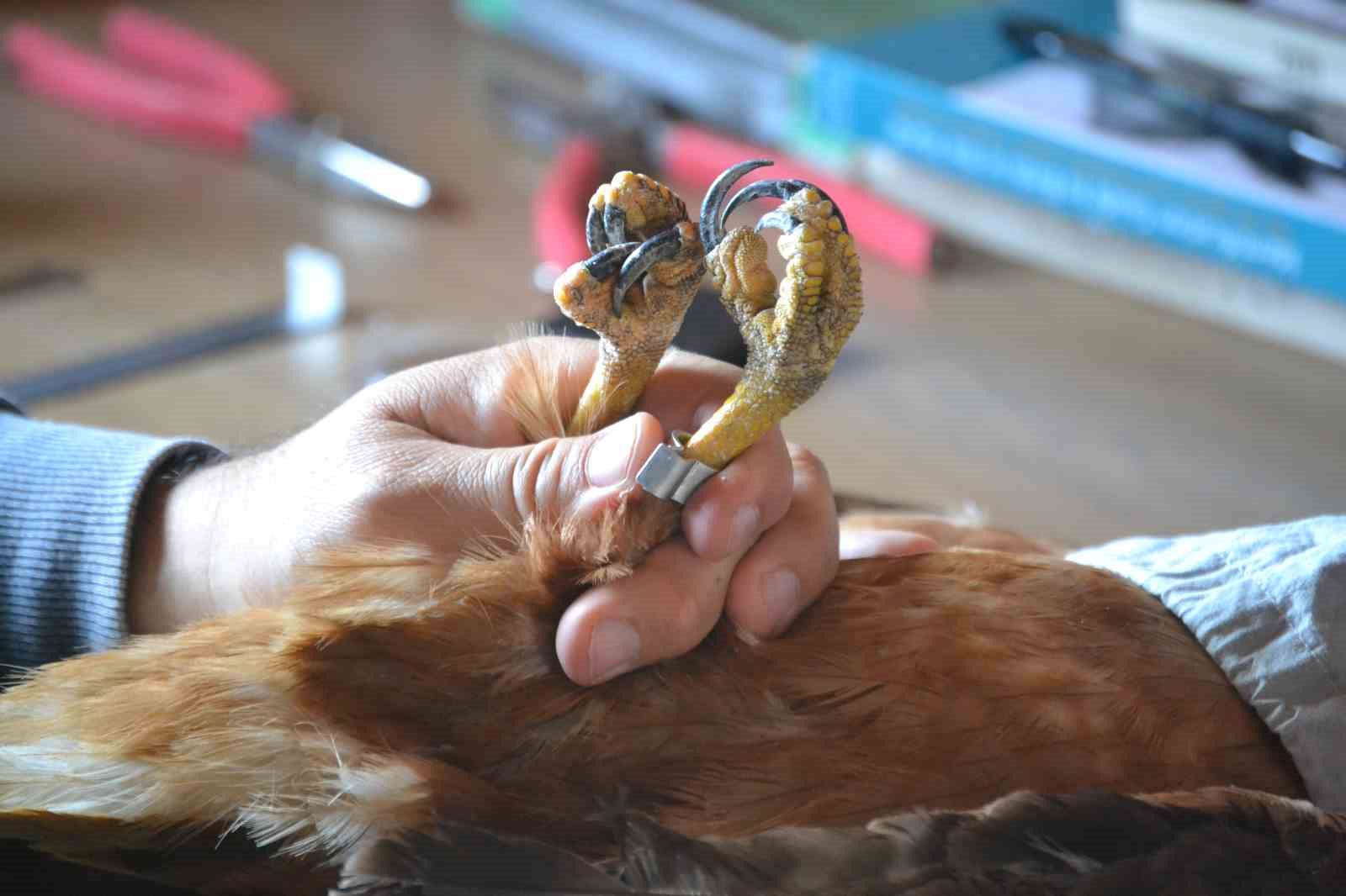 Göçmen kuşların uğrak noktası Türkiye: 2025’te 34 bin 360 kuş halkalandı
