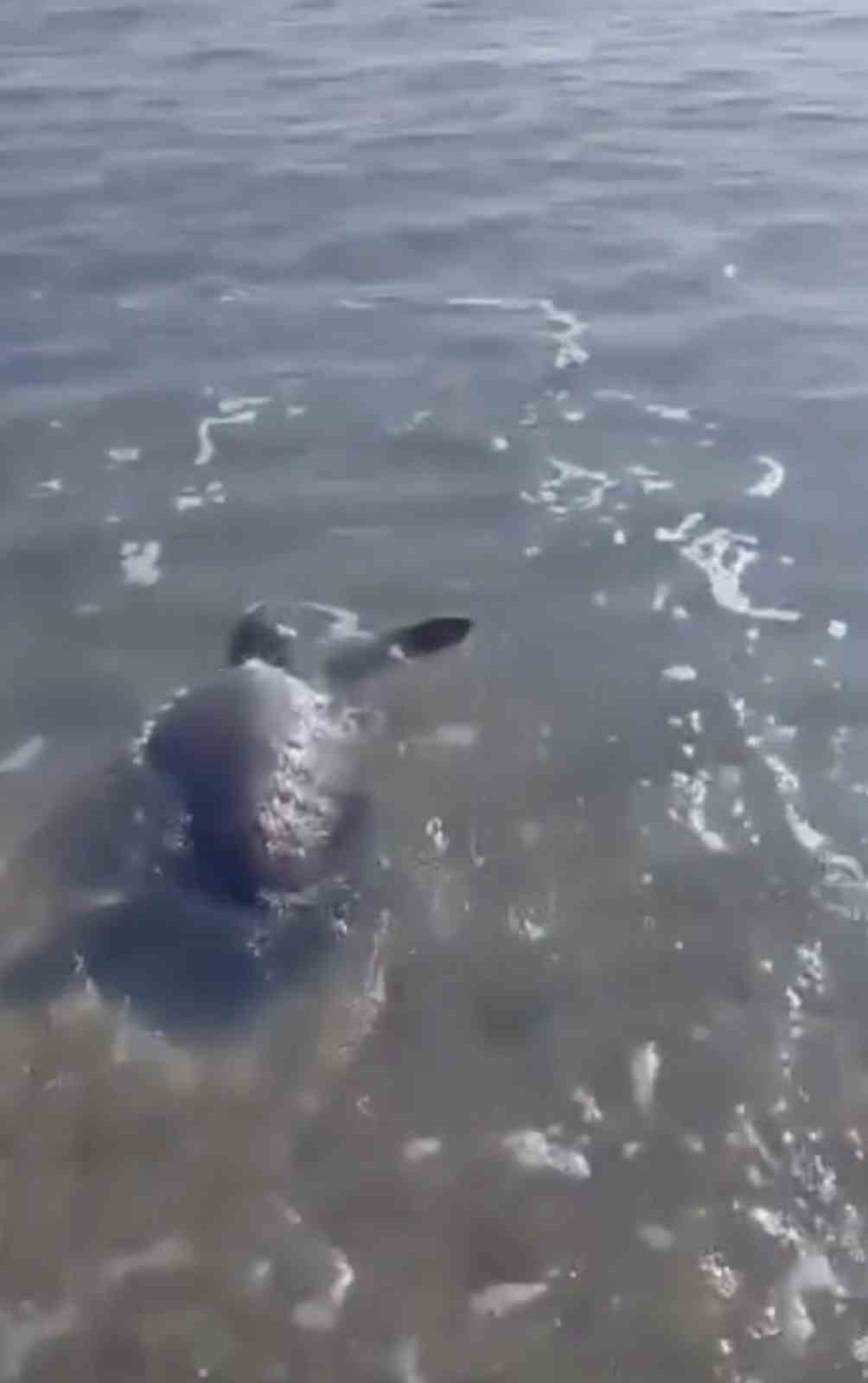Gökçeada’da kıyıya vuran caretta caretta vatandaşların yardımıyla denizle buluştu

