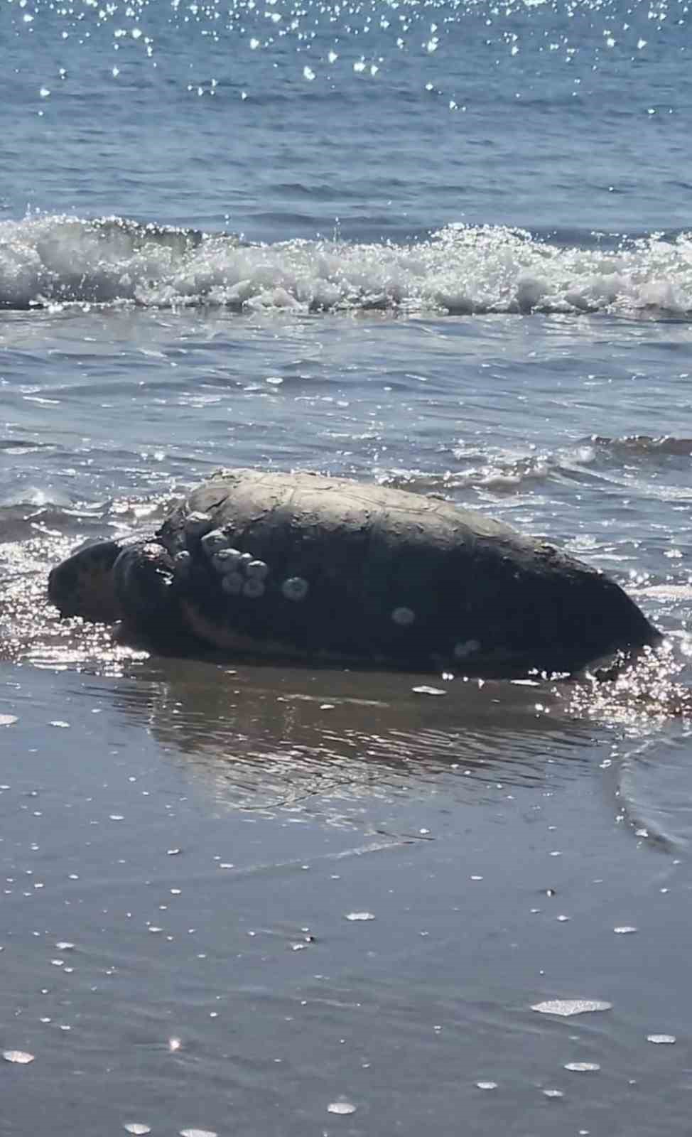 Gökçeada’da kıyıya vuran caretta caretta vatandaşların yardımıyla denizle buluştu
