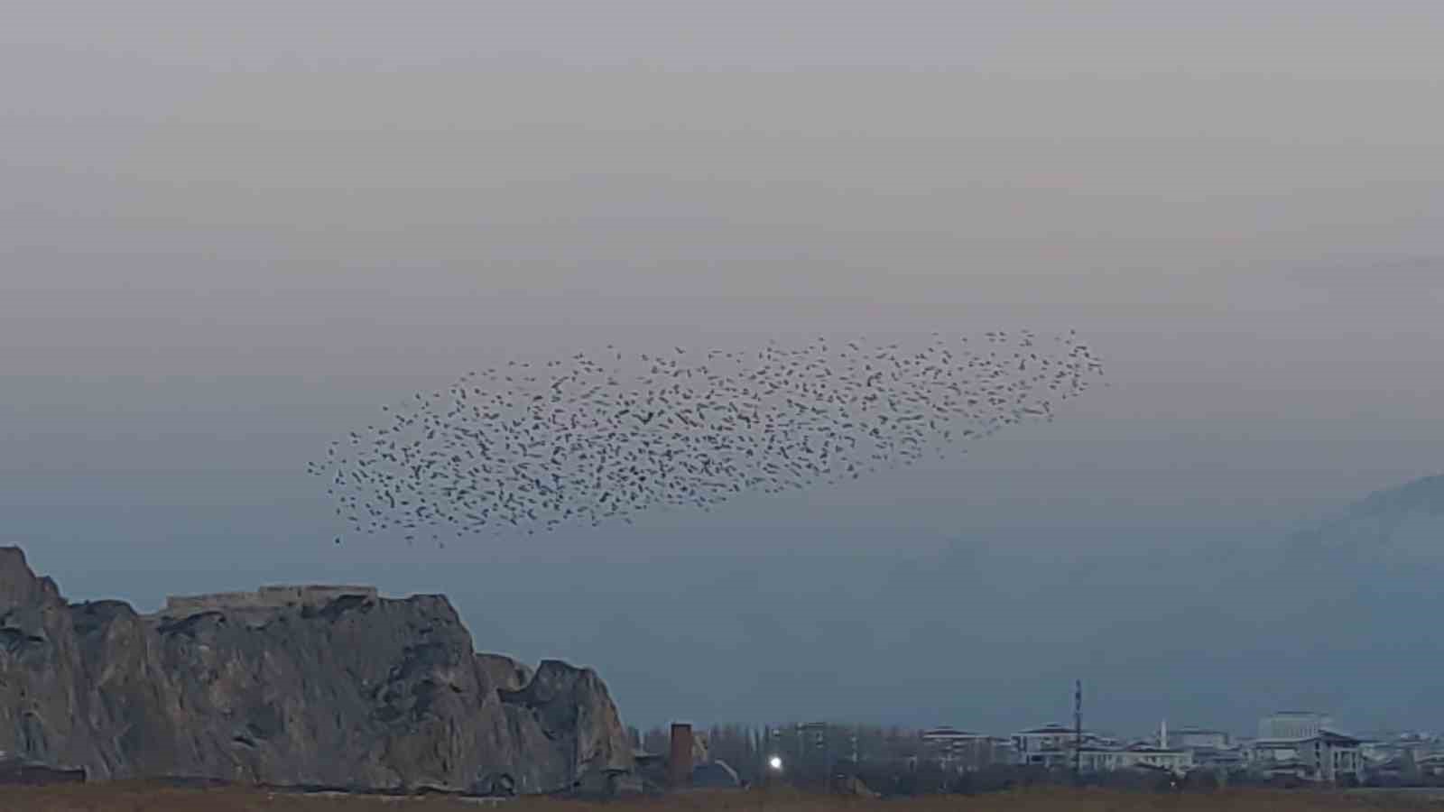 Gökyüzünde dans: Van Kalesi’nde sığırcık şöleni
