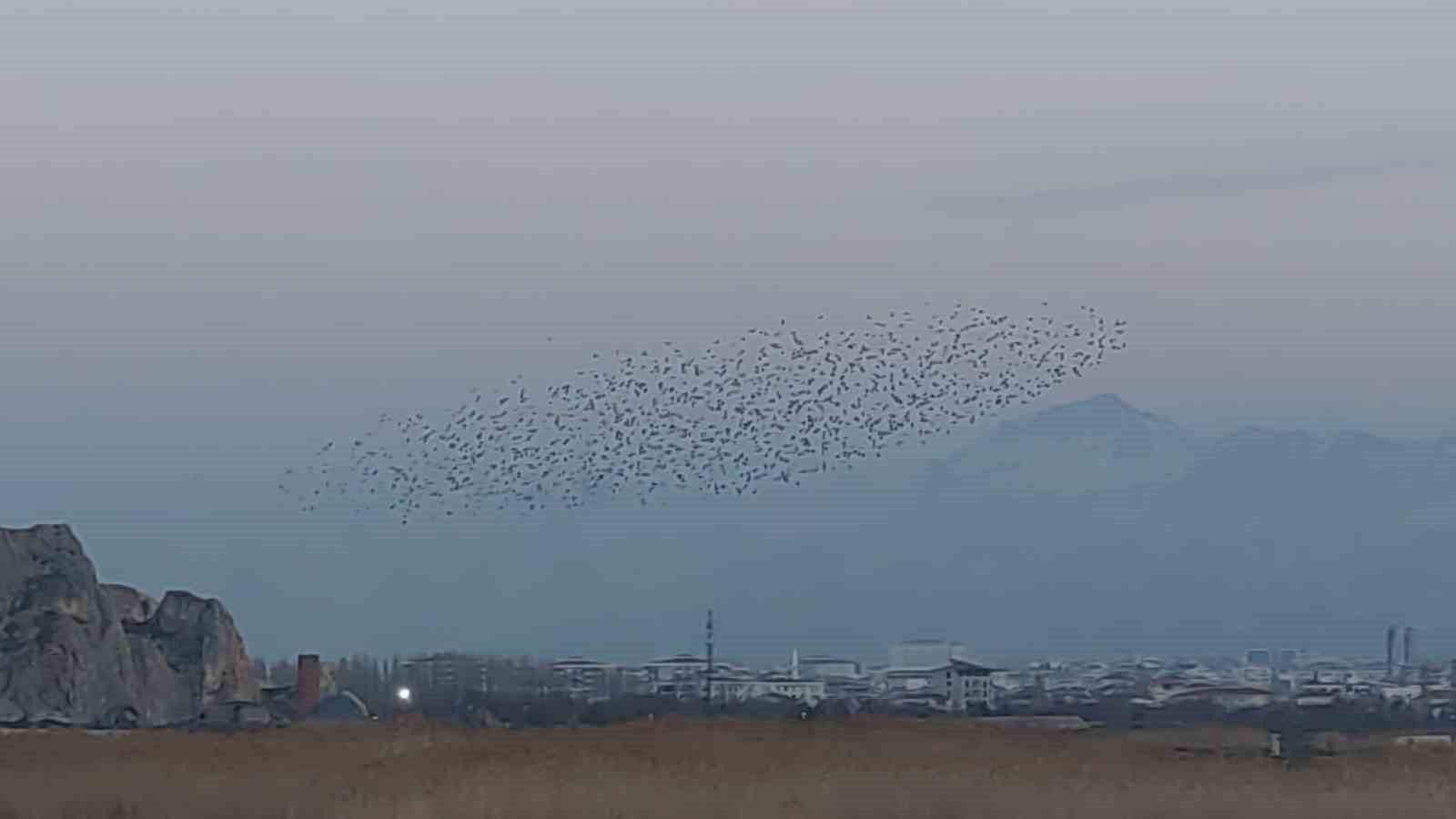 Gökyüzünde dans: Van Kalesi’nde sığırcık şöleni

