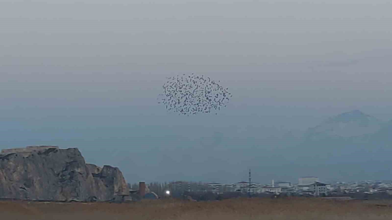 Gökyüzünde dans: Van Kalesi’nde sığırcık şöleni
