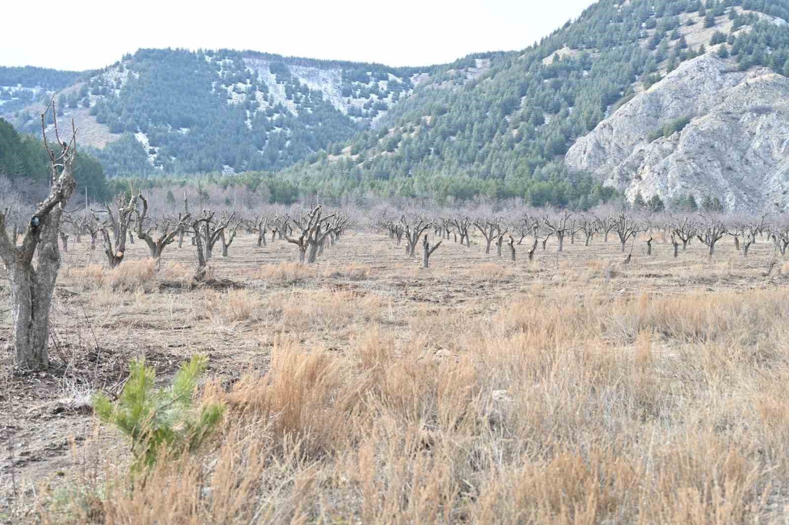 Gölcük Tabiat Parkı’nda elma bahçeleri yeniden üretime kazandırılıyor
Gölcük Tabiat Parkı’nda elma bahçeleri yeniden üretime kazandırılıyor
