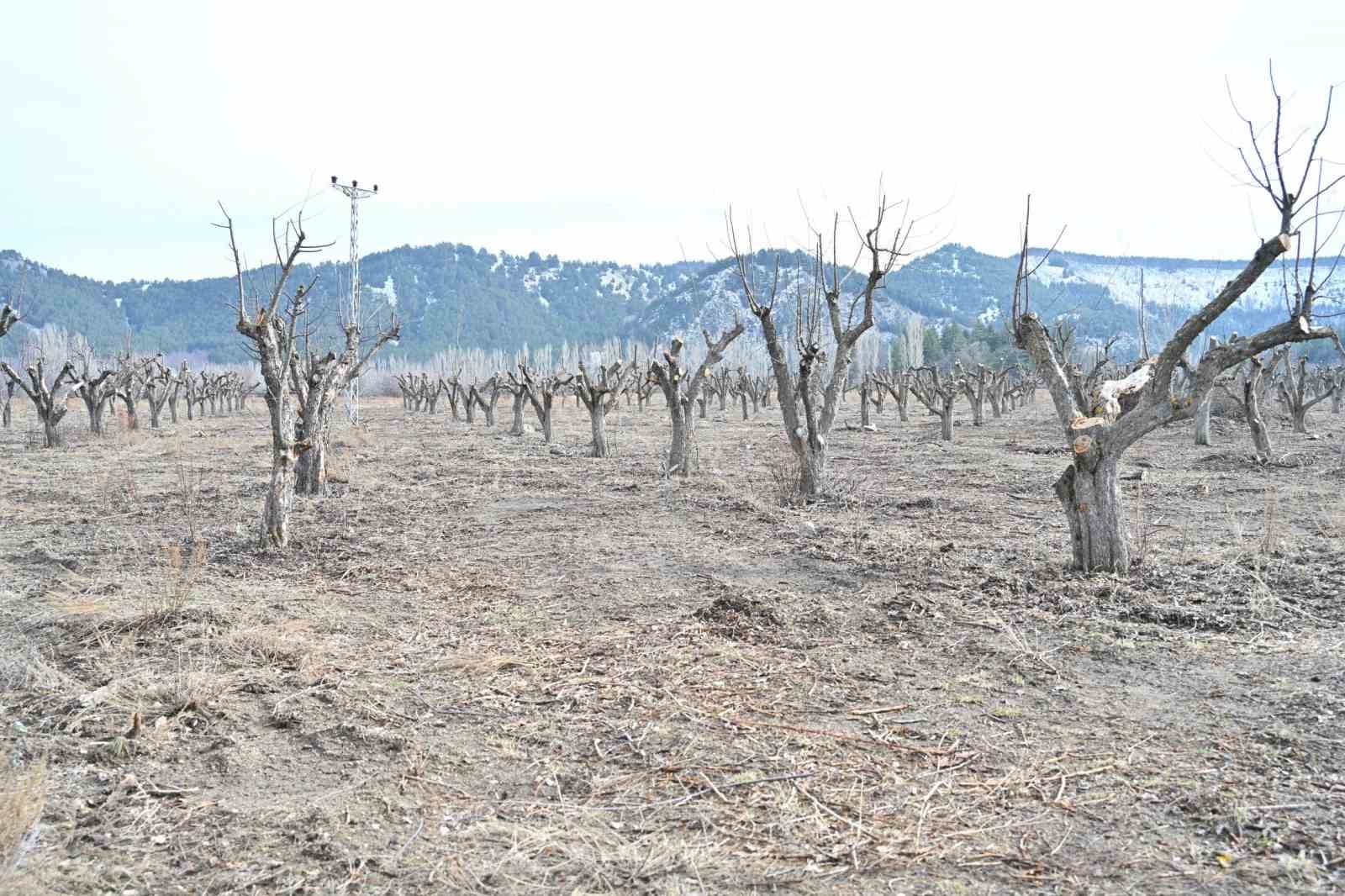 Gölcük Tabiat Parkı’nda elma bahçeleri yeniden üretime kazandırılıyor
Gölcük Tabiat Parkı’nda elma bahçeleri yeniden üretime kazandırılıyor