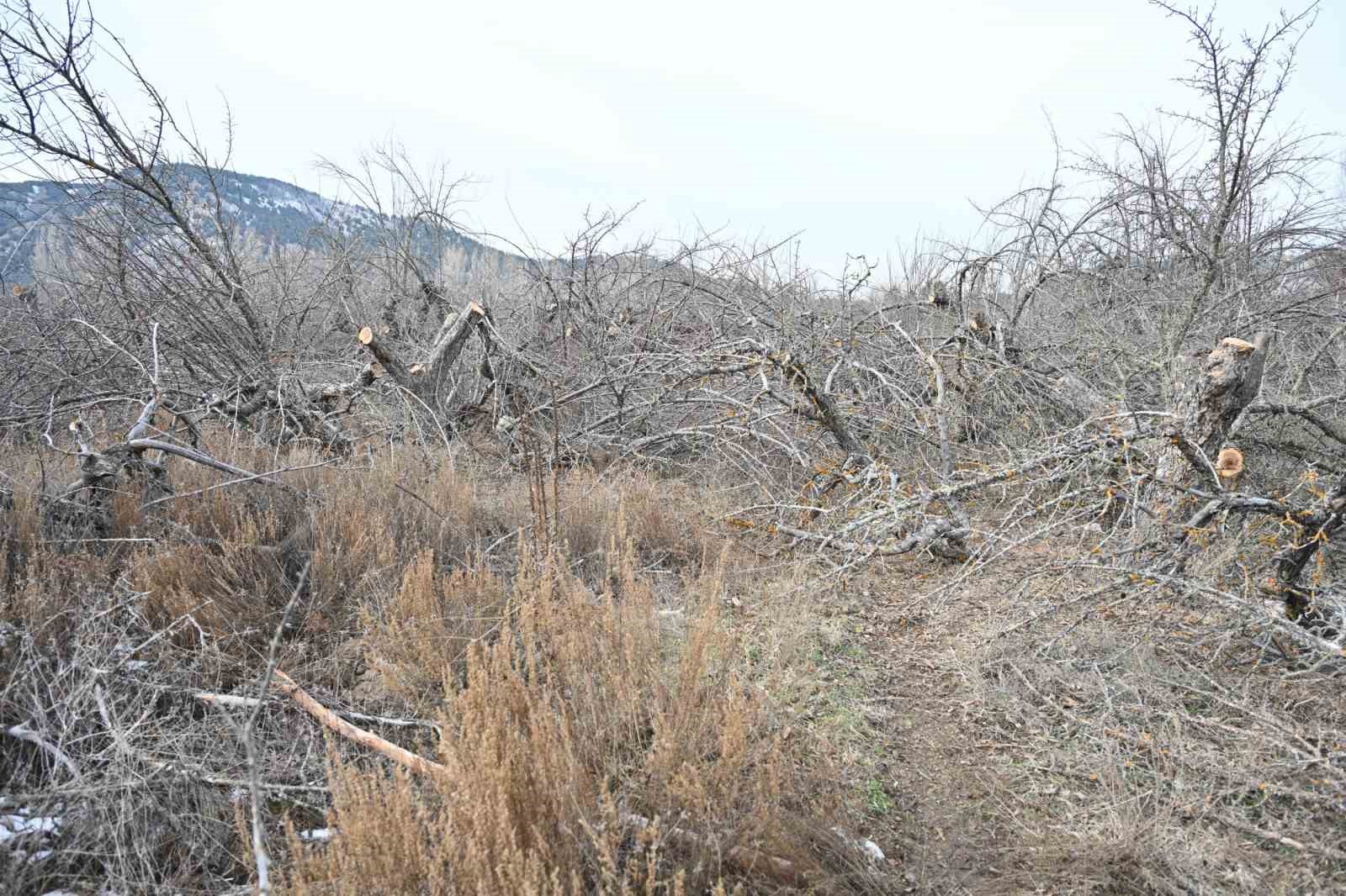 Gölcük Tabiat Parkı’nda elma bahçeleri yeniden üretime kazandırılıyor
Gölcük Tabiat Parkı’nda elma bahçeleri yeniden üretime kazandırılıyor