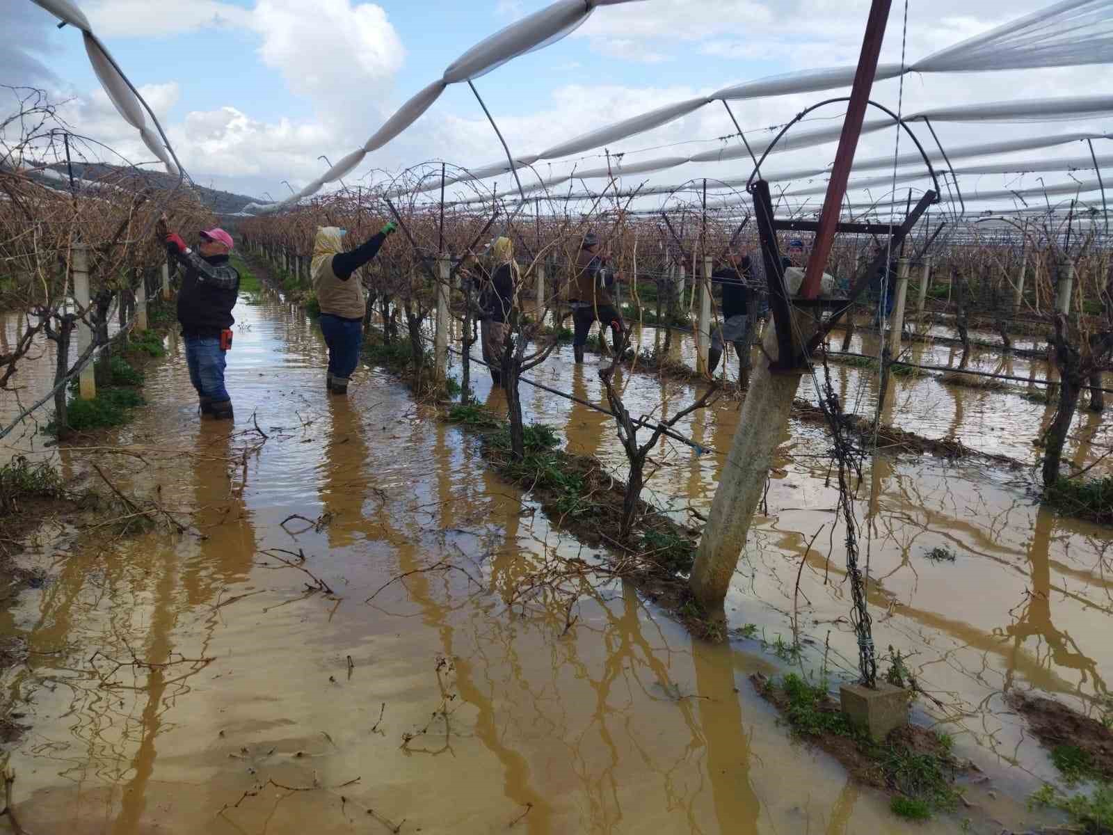 Göle dönen bağlarda budama mücadelesi
