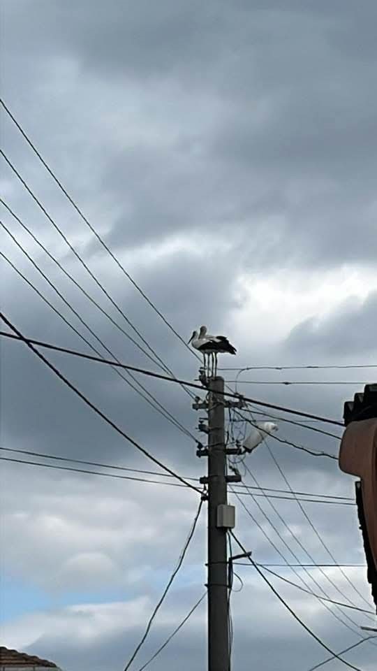 Gönen Dereköy’de leylek yapay yuvayı reddetti, eski yerine dönmek istiyor
