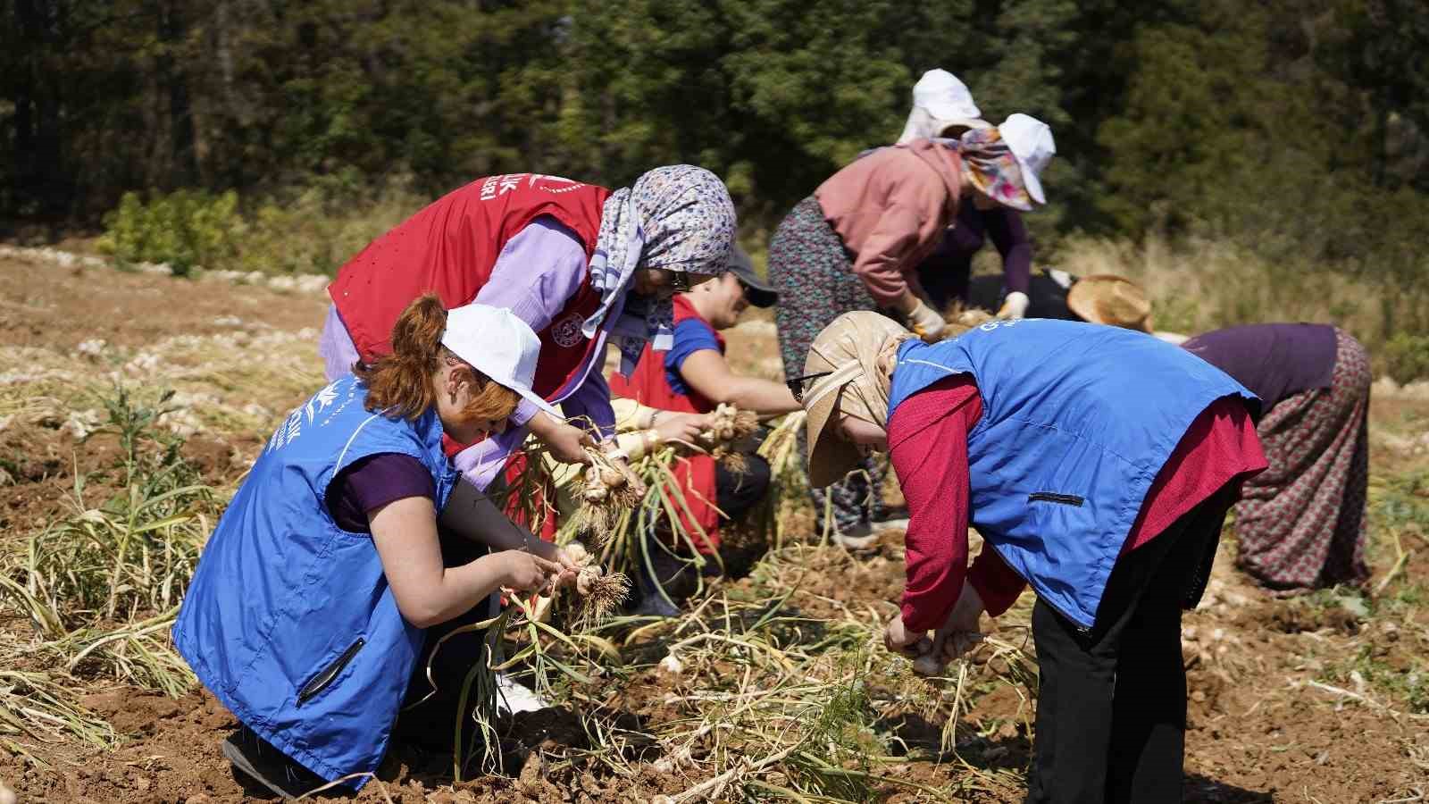 Gönüllü Hasat Etkinliği 2026 yılı takvimi açıklandı
