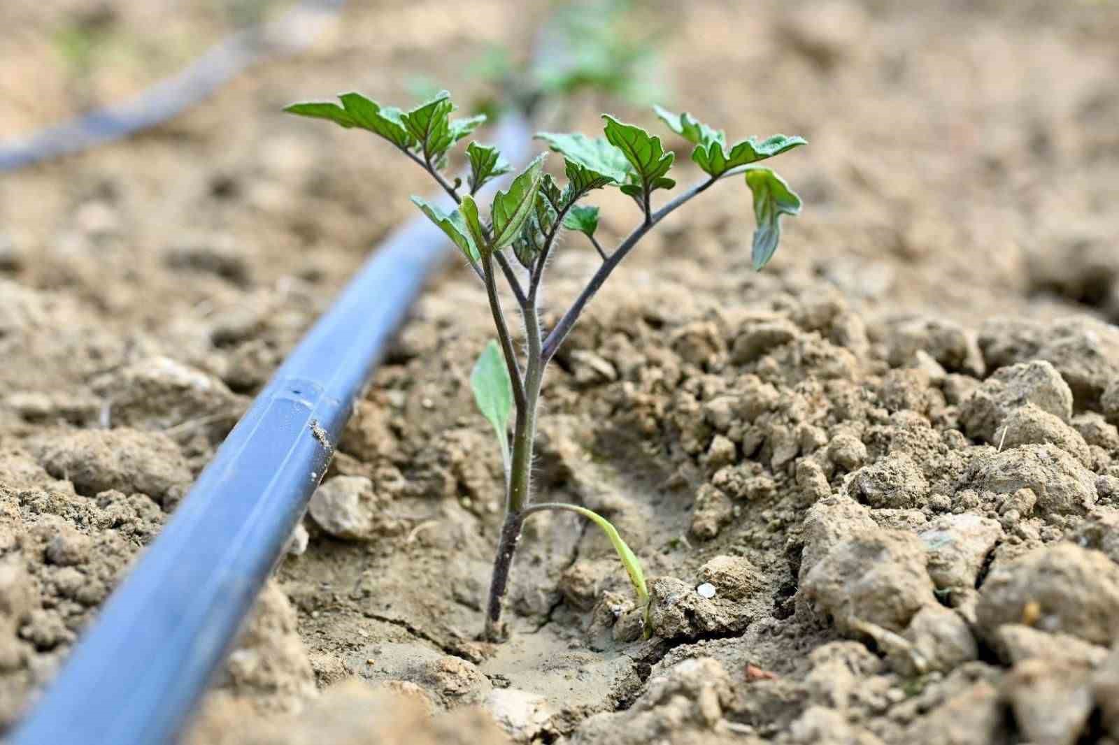 Gördes’te 73 bin domates fidesi toprakla buluşuyor
Gördes’te 73 bin domates fidesi toprakla buluşuyor