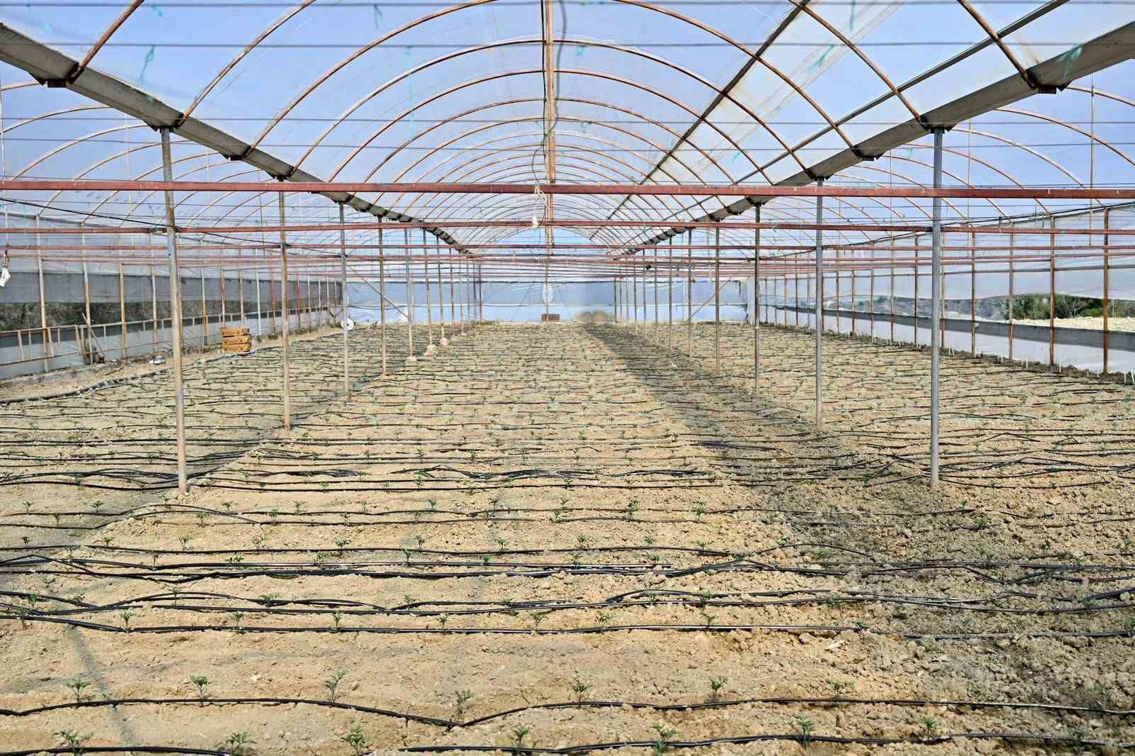 Gördes’te 73 bin domates fidesi toprakla buluşuyor
Gördes’te 73 bin domates fidesi toprakla buluşuyor