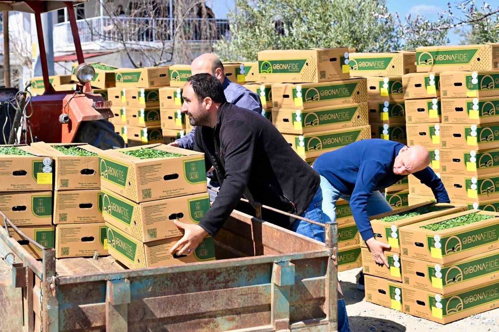 Gördes’te 73 bin domates fidesi toprakla buluşuyor
Gördes’te 73 bin domates fidesi toprakla buluşuyor