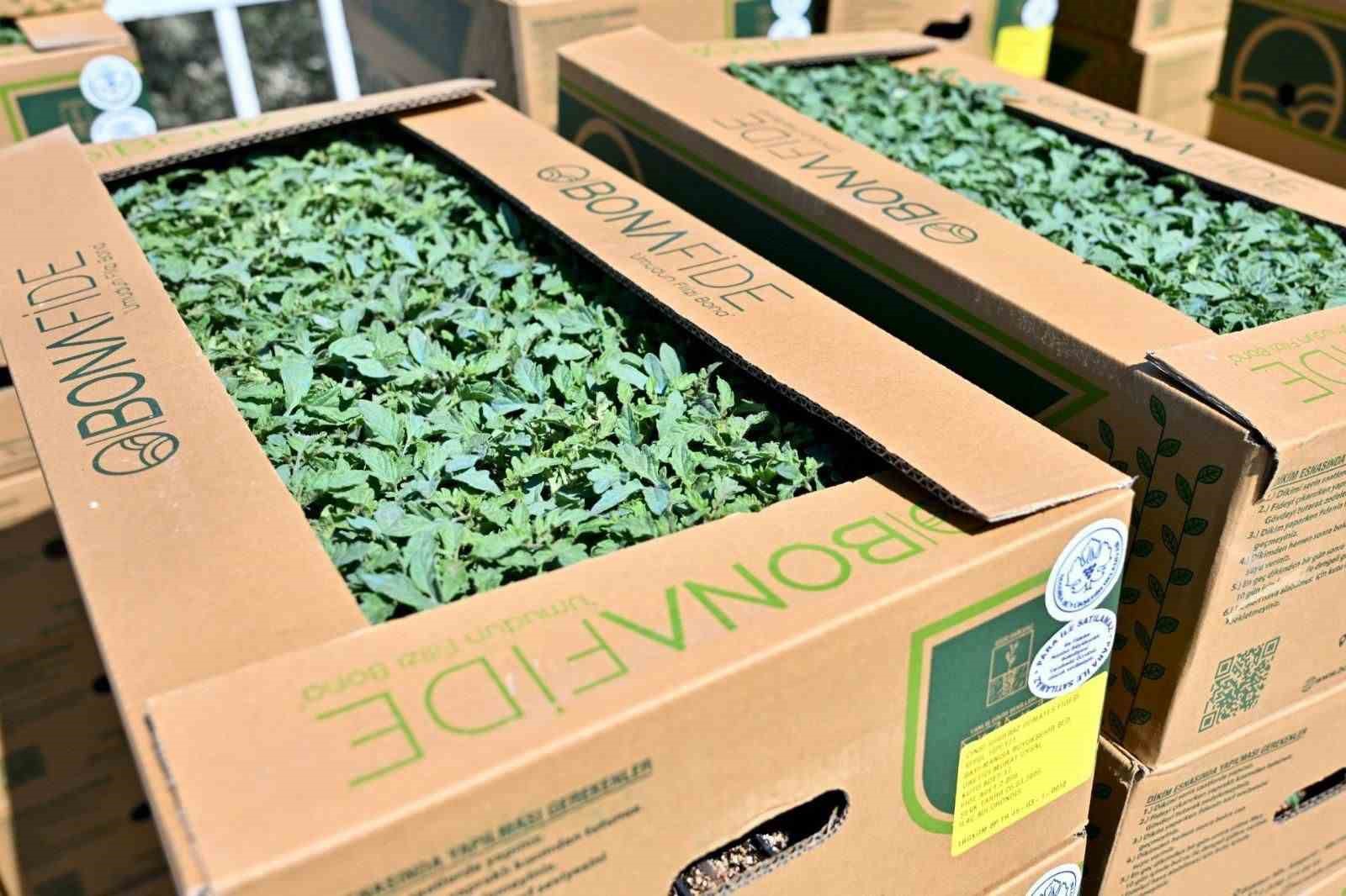 Gördes’te 73 bin domates fidesi toprakla buluşuyor
Gördes’te 73 bin domates fidesi toprakla buluşuyor