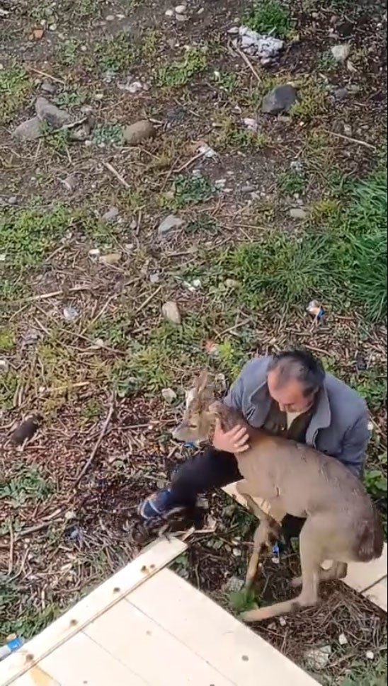 Görele’de araçlara çarpan yaralı karaca derede bulundu
