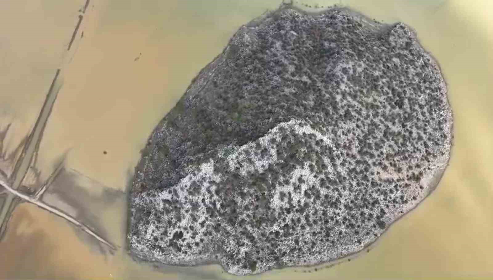 Gören "Meke" sandı, gerçek başka çıktı
Gören "Meke" sandı, gerçek başka çıktı