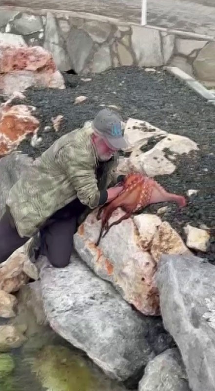 Görenler gözlerine inanamadı: Kayalıktaki dev ahtapotu elleriyle avladı
