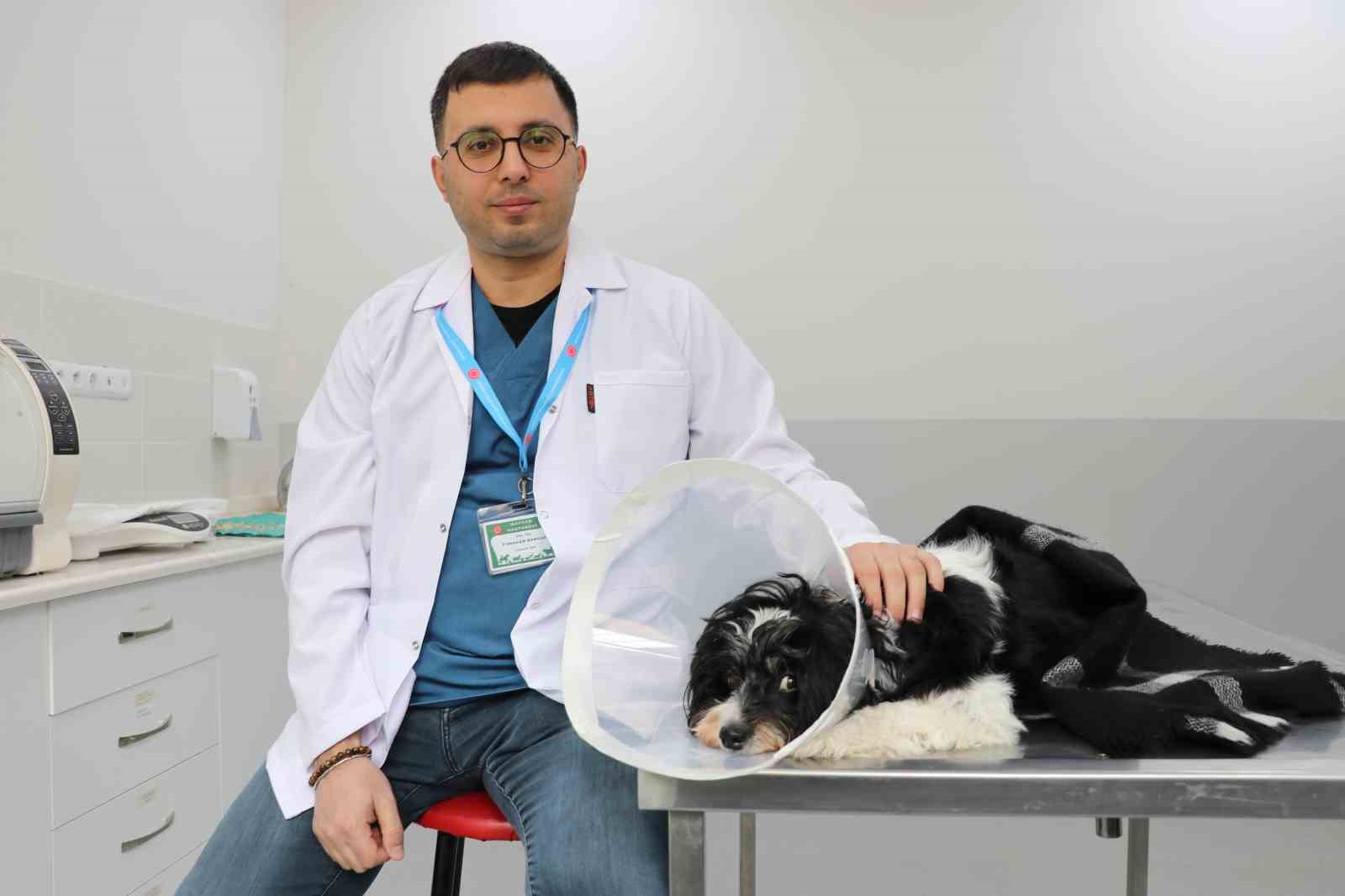 Görenler gözlerine inanamadı: Köpeğin karnından 140 taş çıktı
