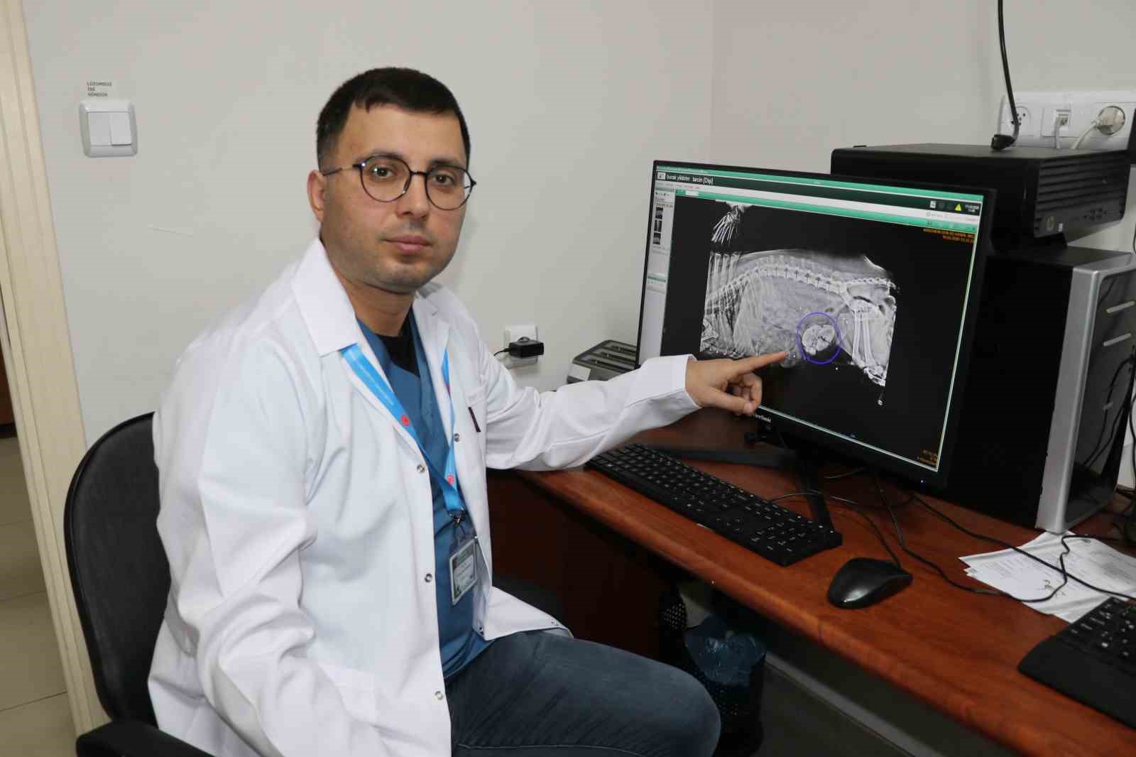 Görenler gözlerine inanamadı: Köpeğin karnından 140 taş çıktı
