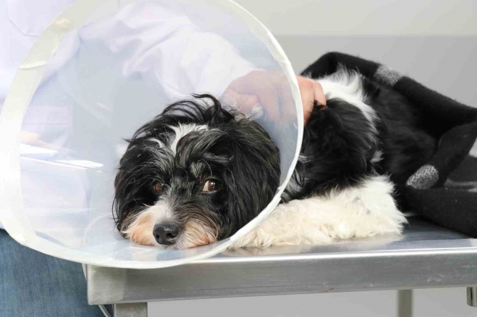 Görenler gözlerine inanamadı: Köpeğin karnından 140 taş çıktı
