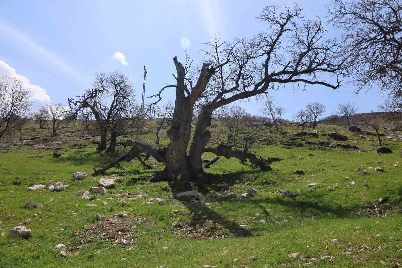 Gülistan Doku’nun ilk gömüldüğü iddiaya edilen yer havadan görüntülendi
